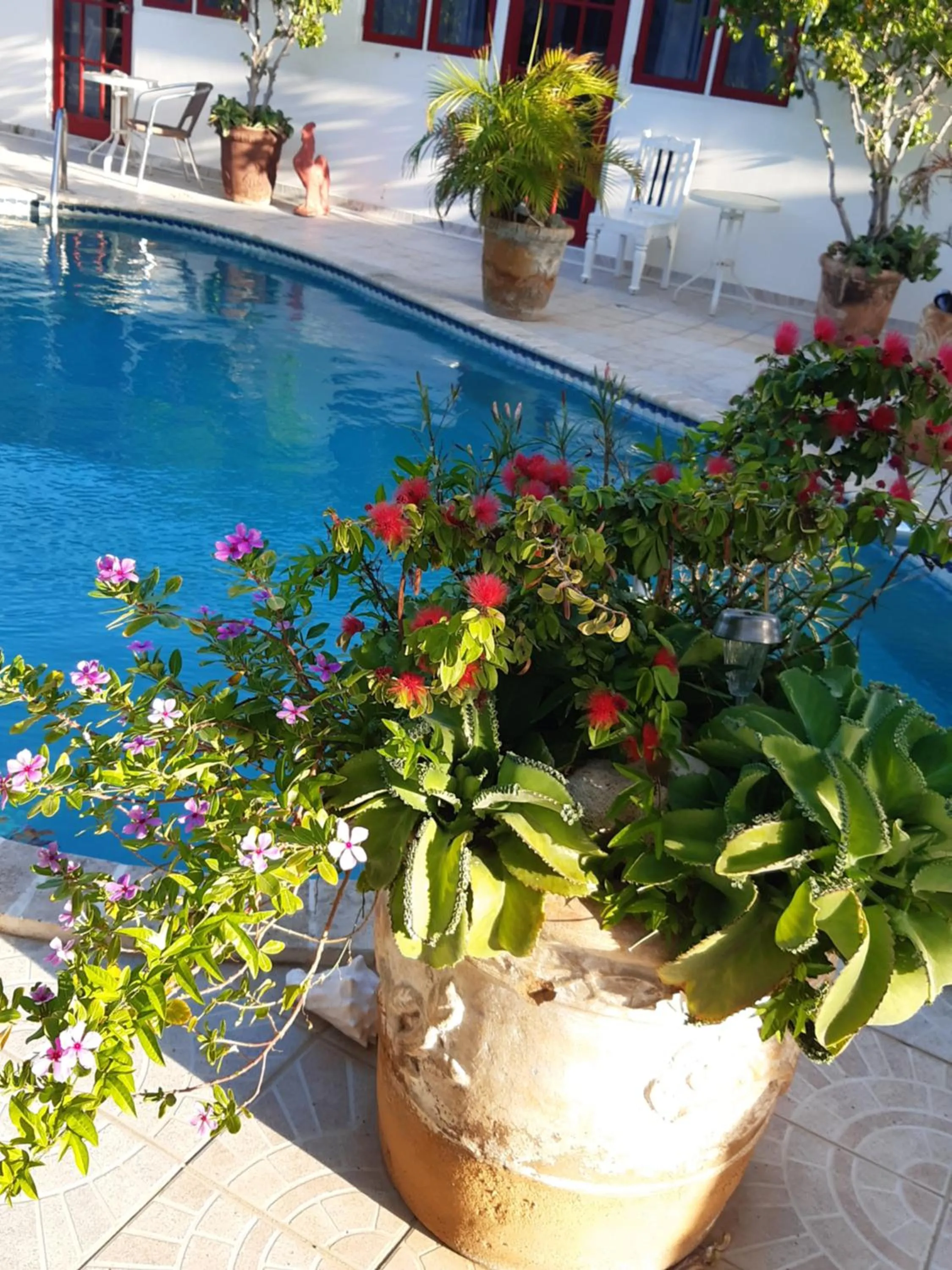 Pool view in HARMONY Hotel Hostel Aruba