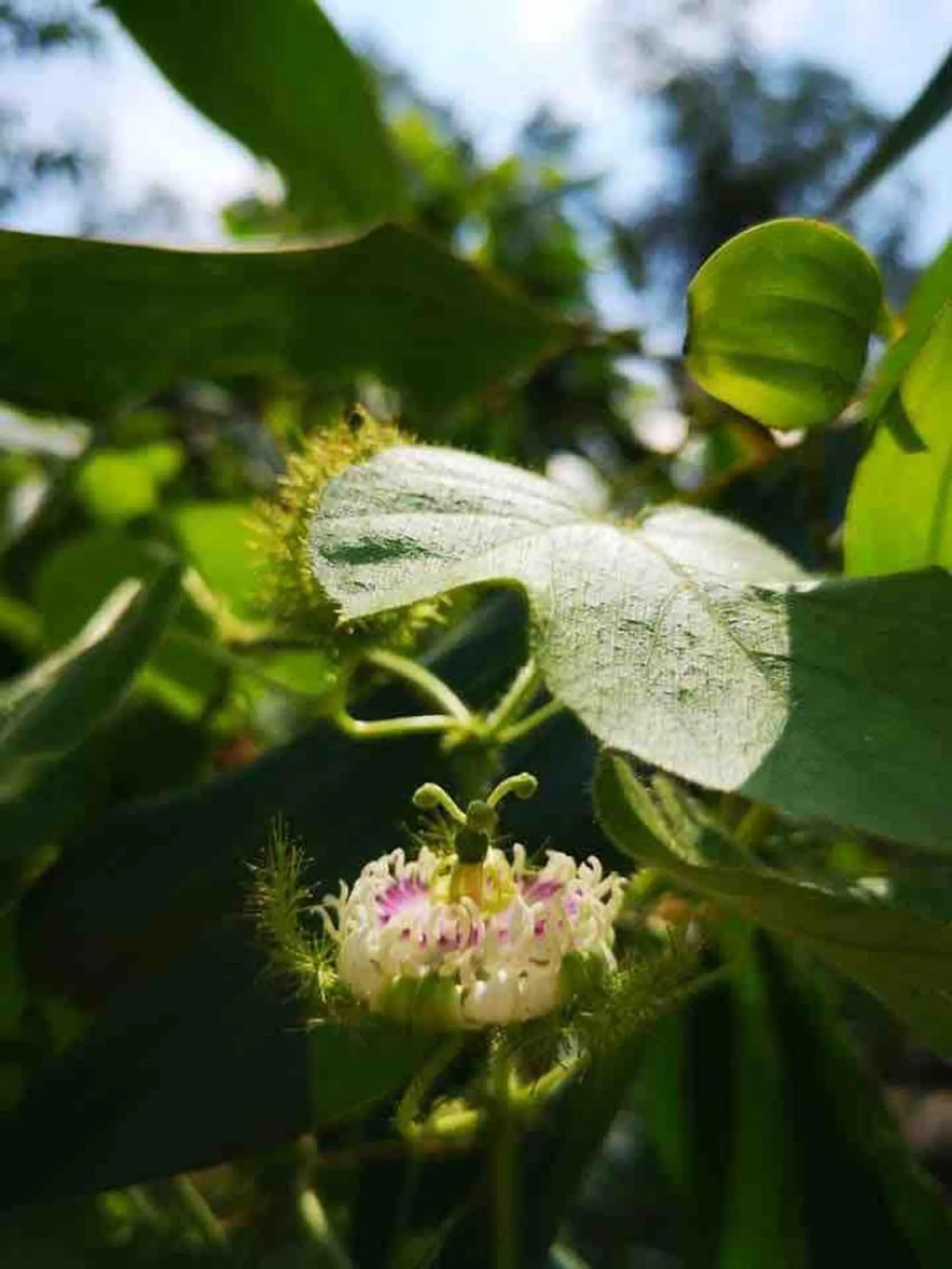 Garden in Terminal VIP Lounge @ Near KLIA Sepang