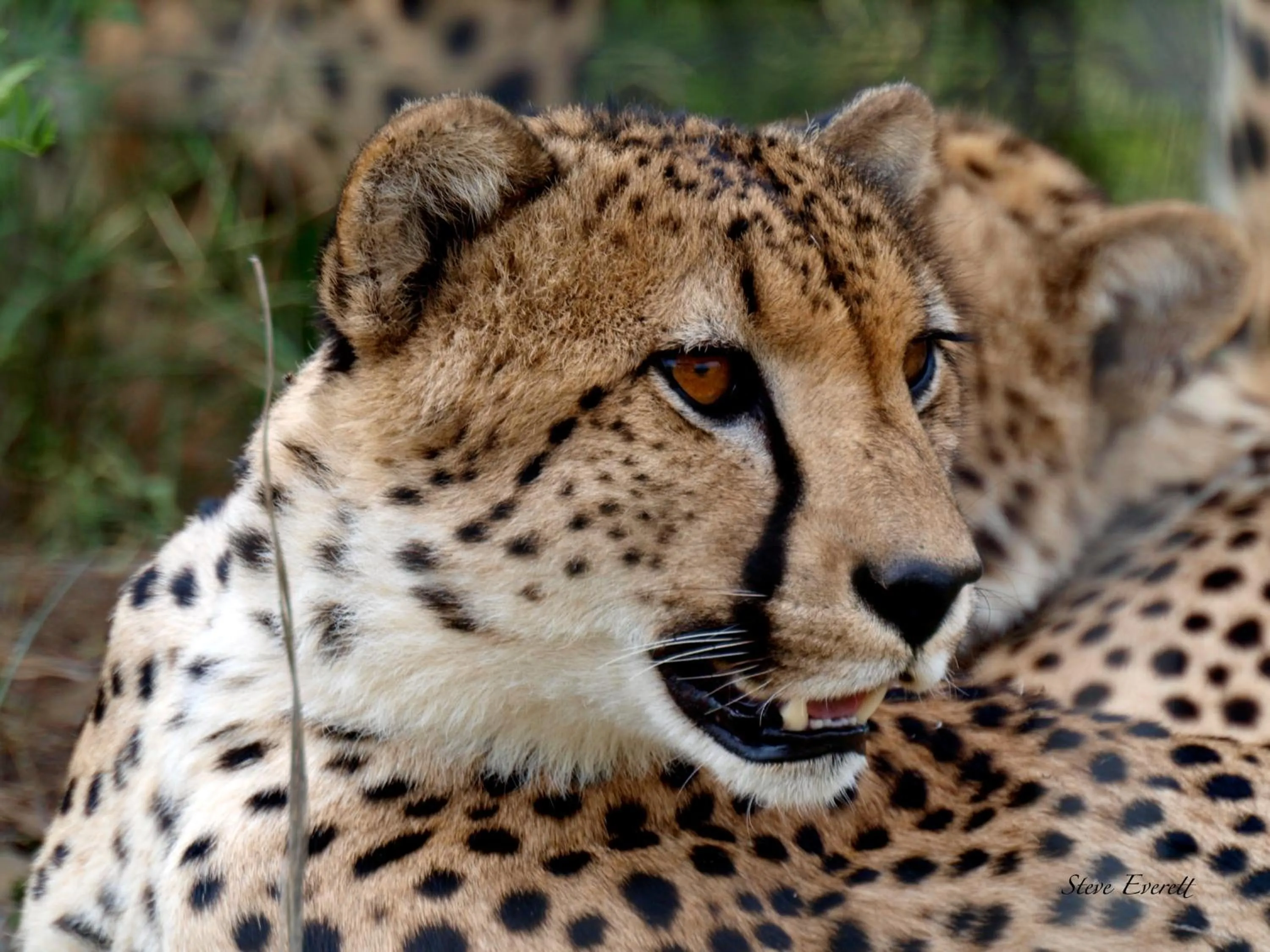 Animals in The Springbok Lodge