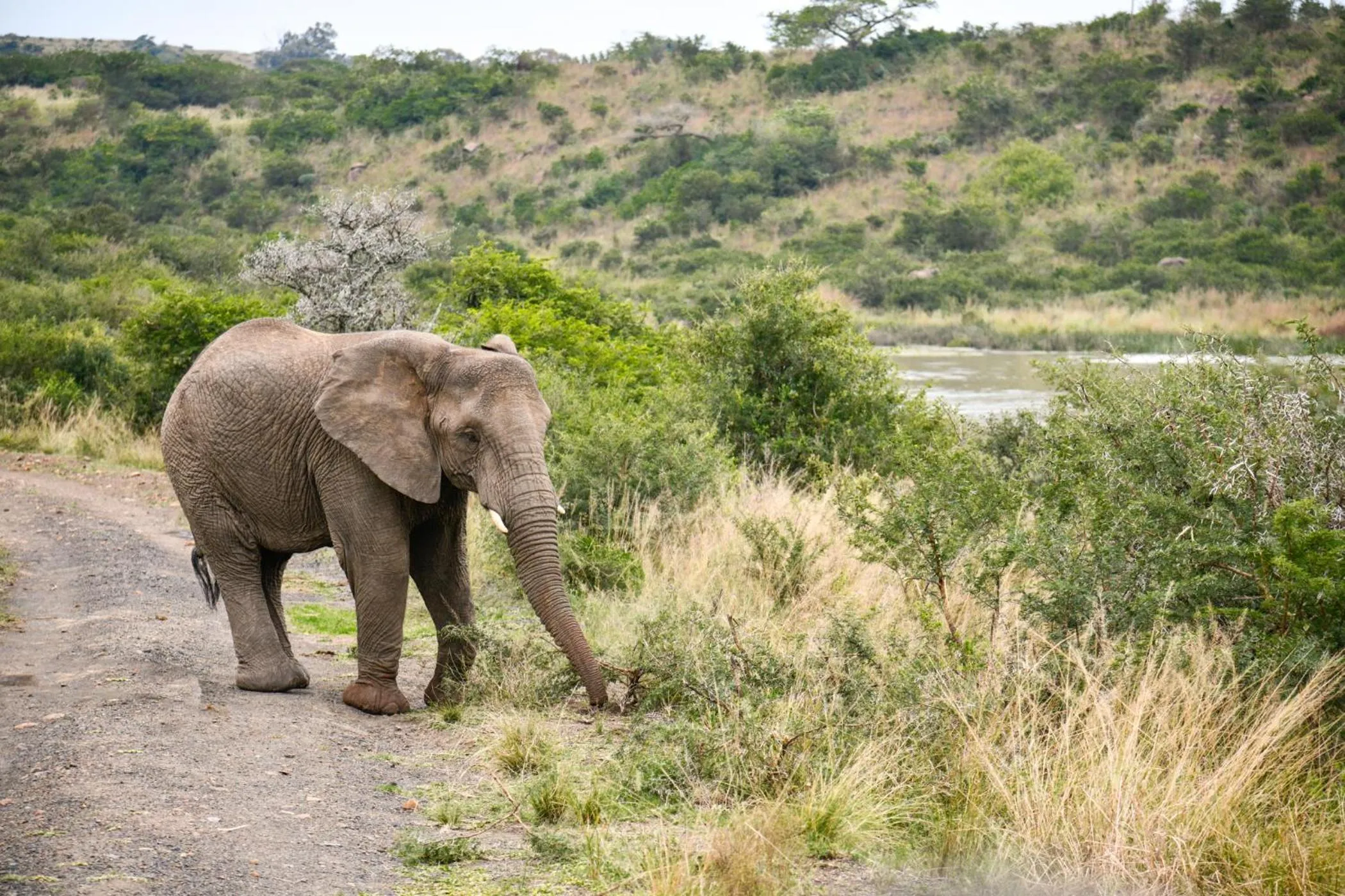 Activities in The Springbok Lodge
