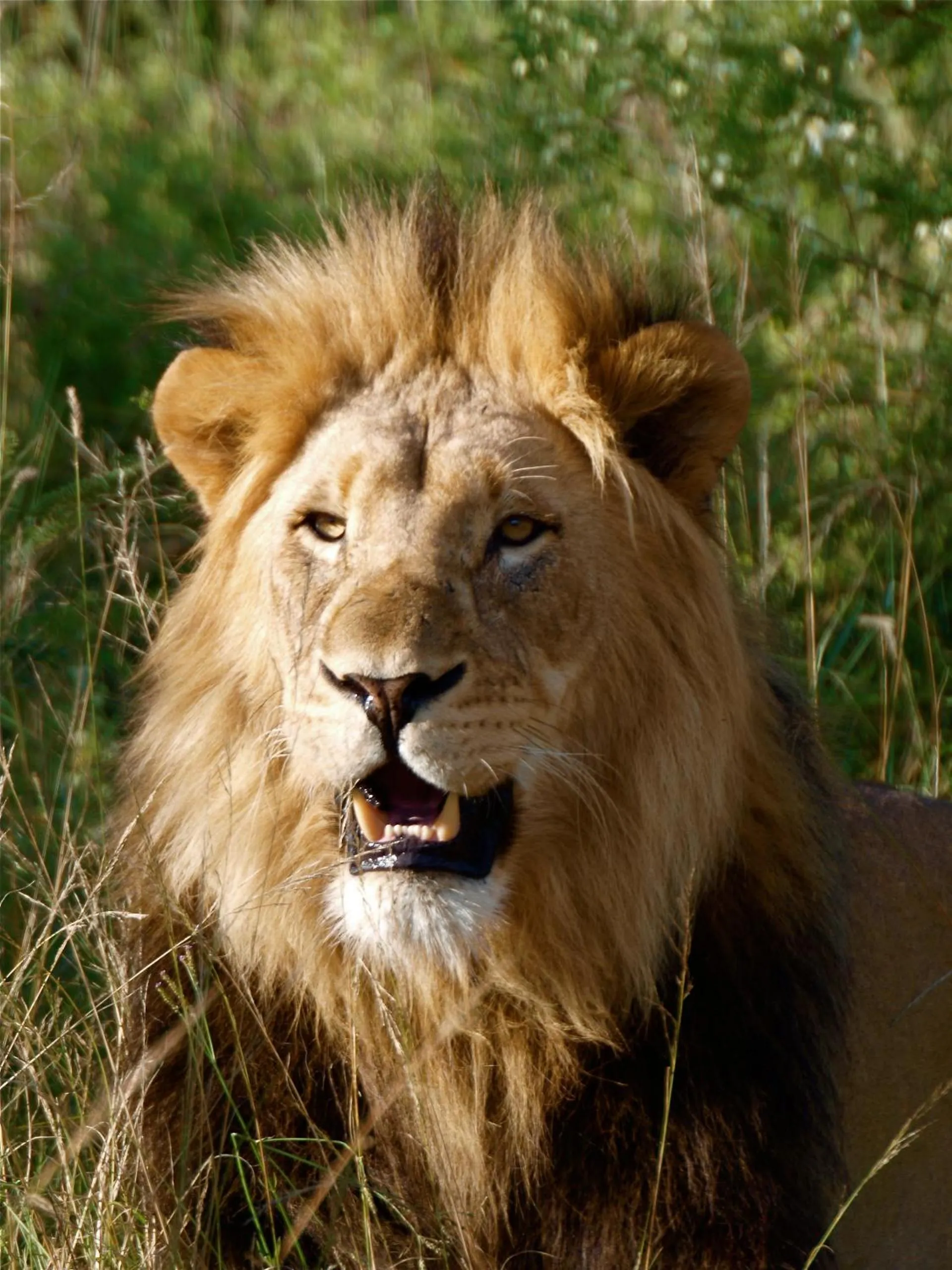 Animals in The Springbok Lodge