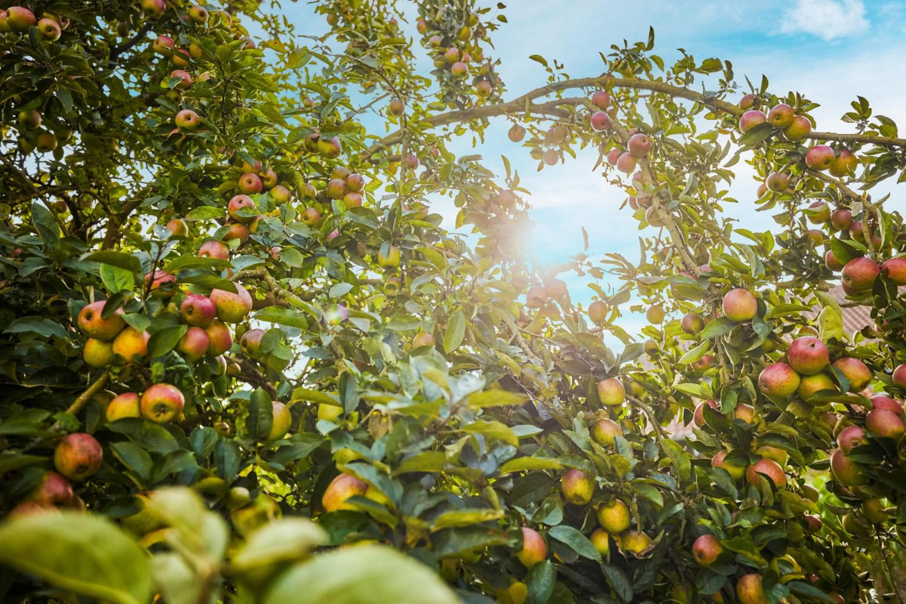 Garden in Landhaus Schieder
