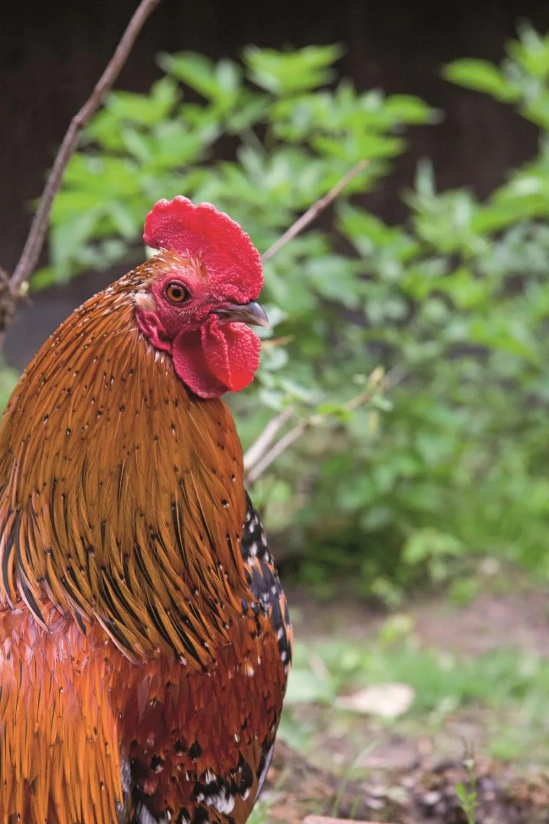 Animals in Zur Margarethenmühle - Landgasthof und Waldhotel