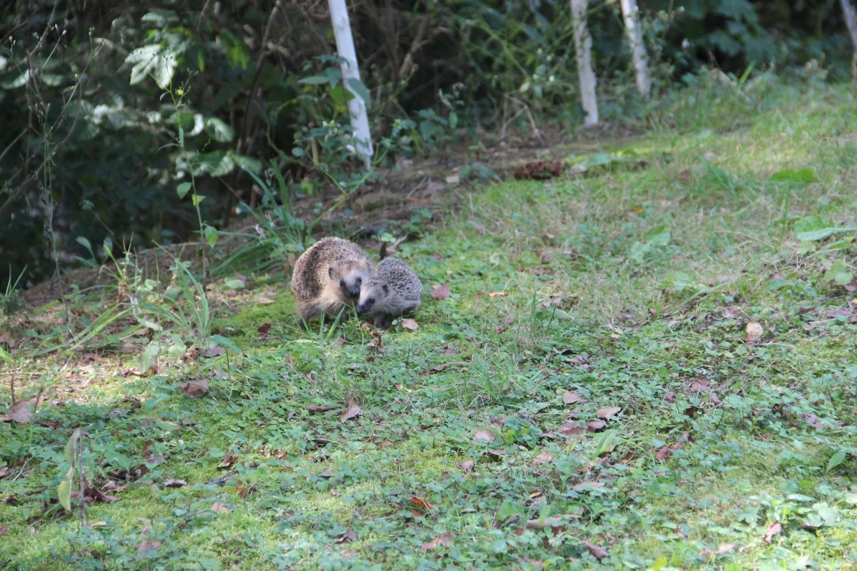 Animals in Zur Margarethenmühle - Landgasthof und Waldhotel