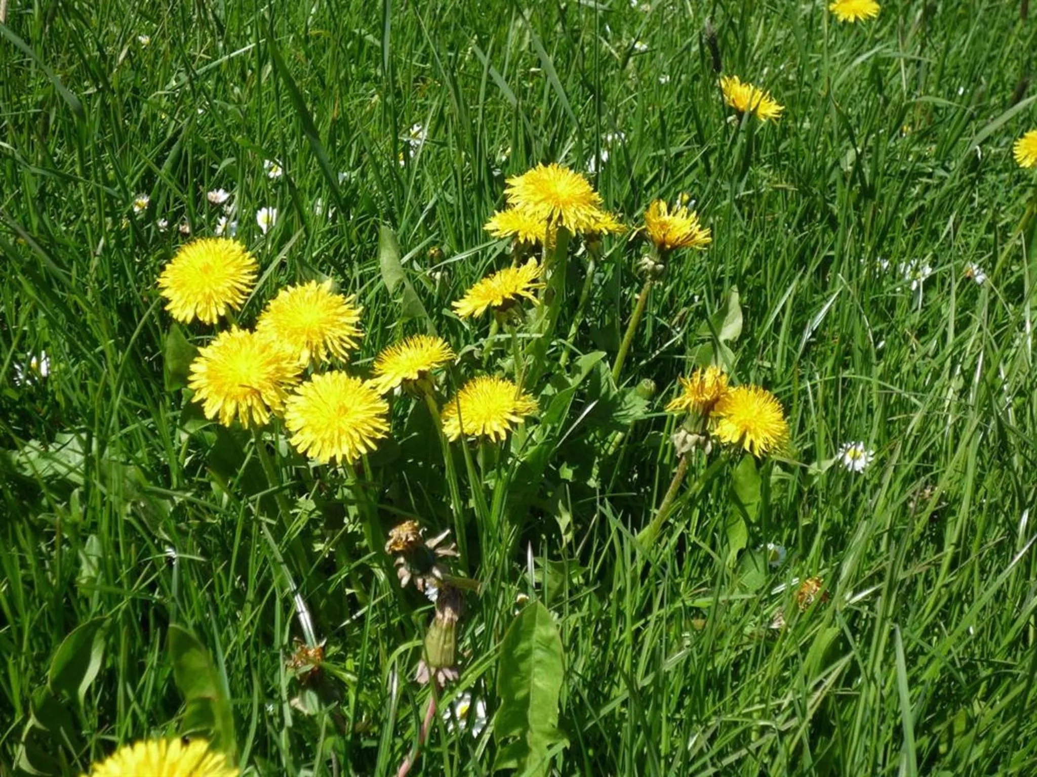 Natural landscape in Ferienhof Uhlemayr