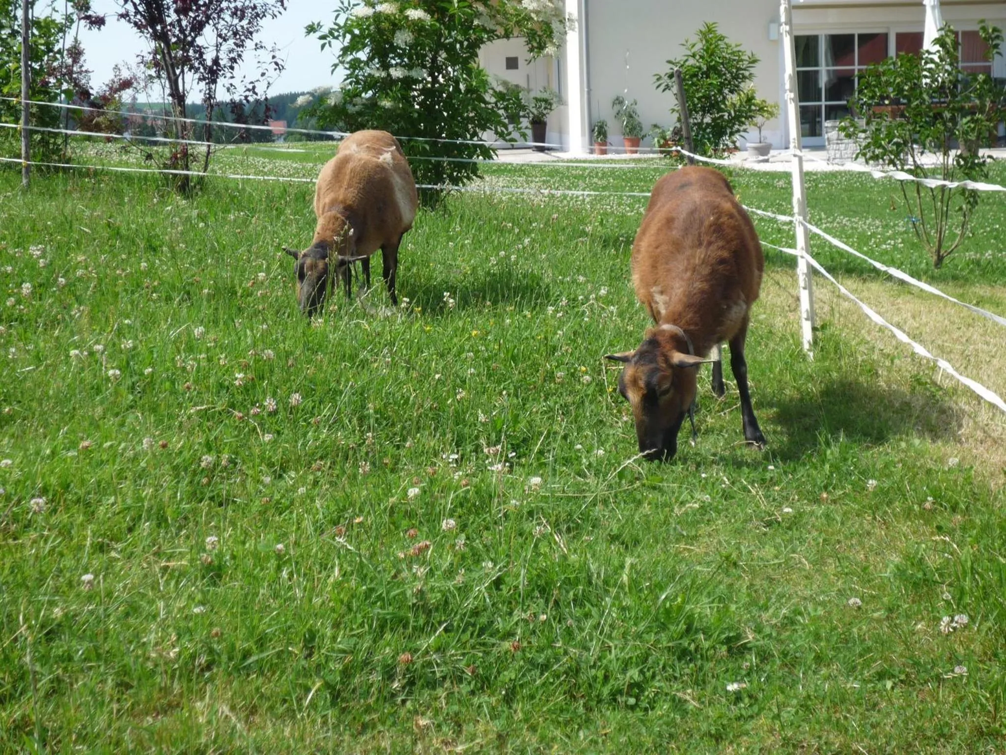Animals in Ferienhof Uhlemayr