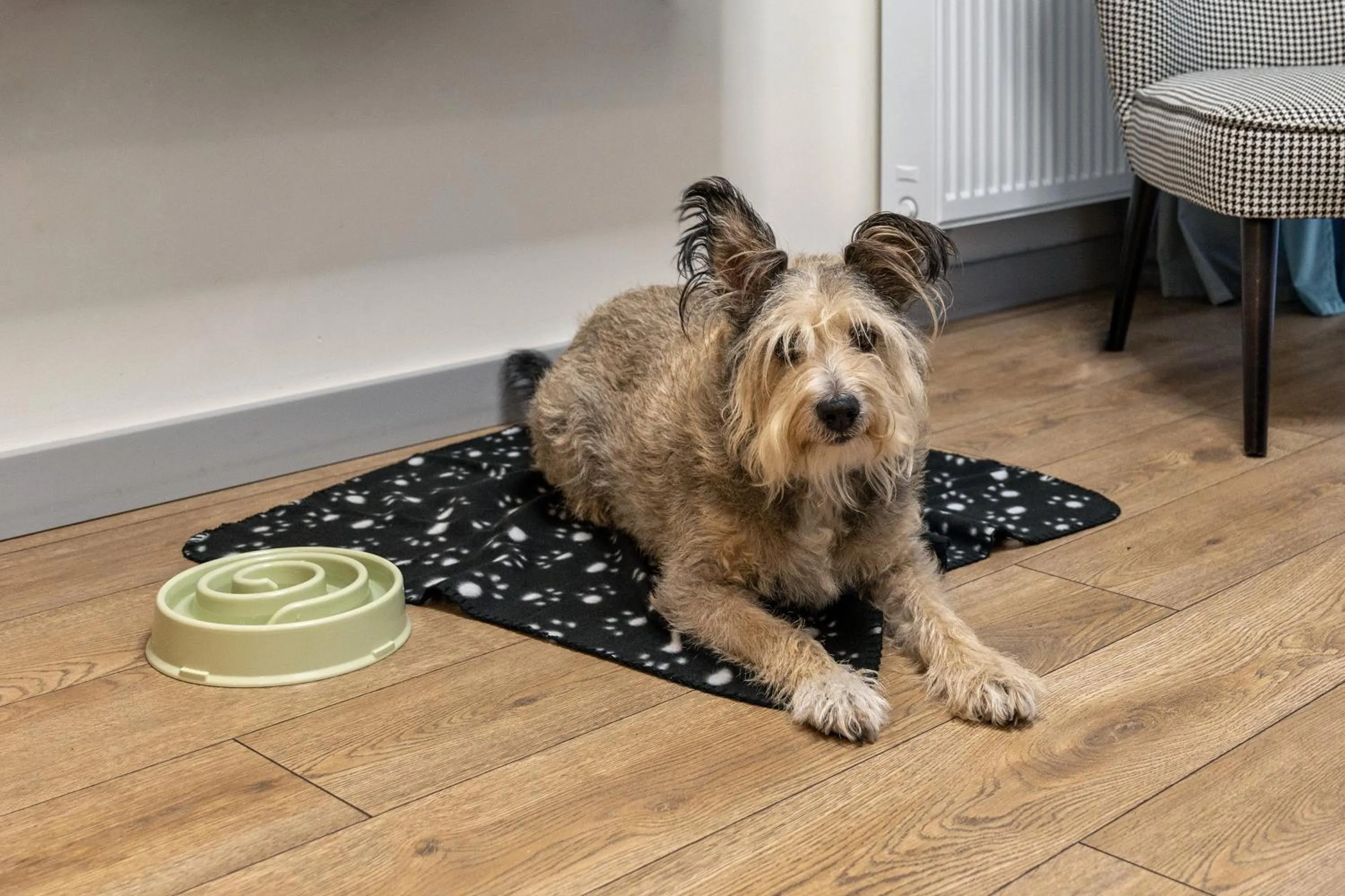 Pets in GRANO APARTMENTS Gdańsk Residence SPA & Wellness - GRANO APARTMENTS Gdańsk Old Town SPA & Wellness