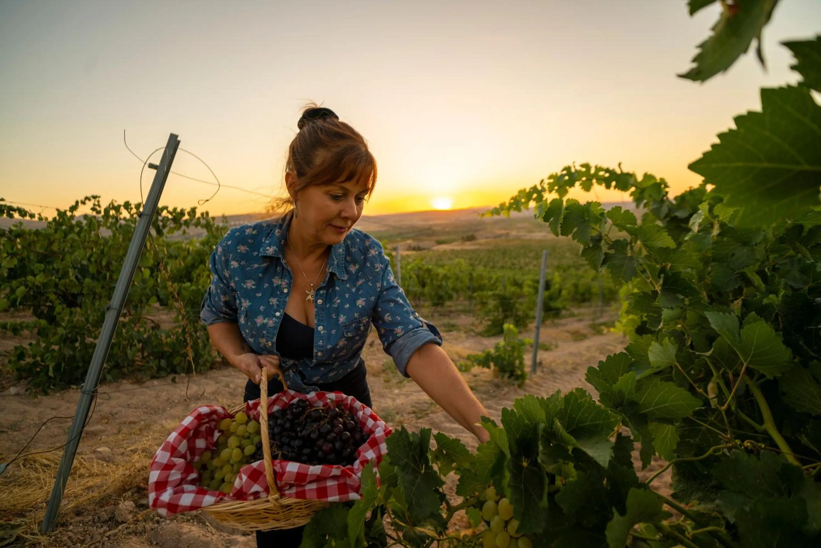 Natural landscape in SUNOLUS VINEYARDHOUSe