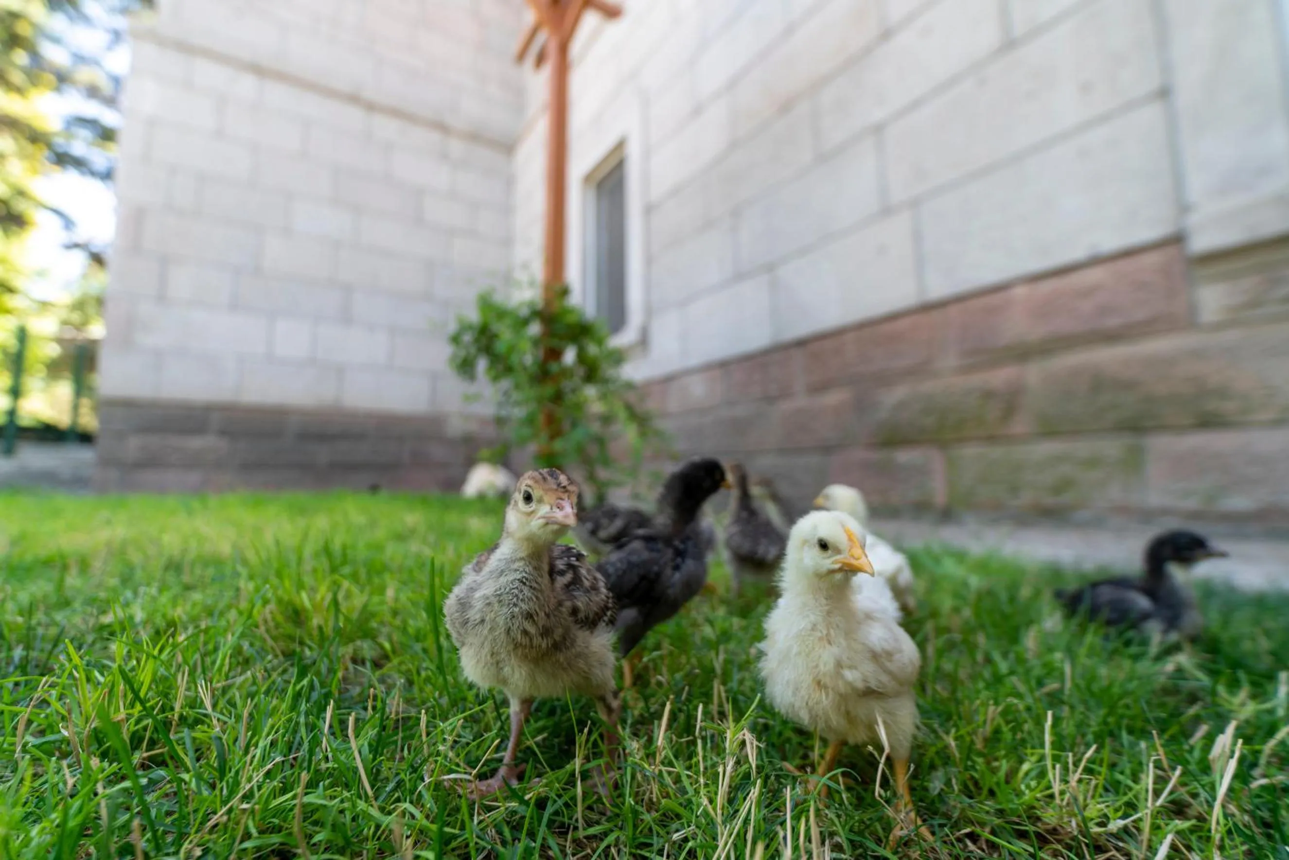 Animals in SUNOLUS VINEYARDHOUSe