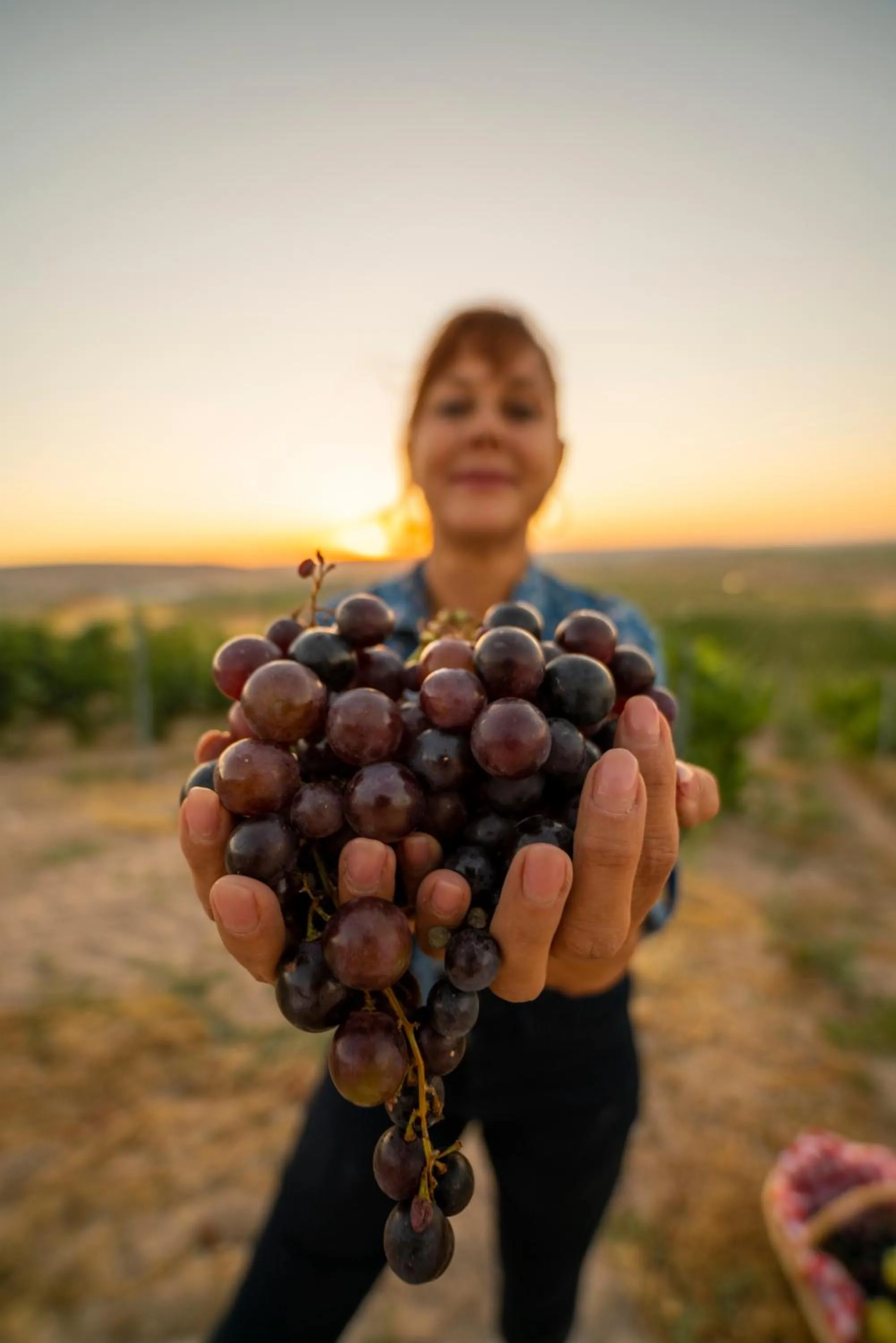 Day in SUNOLUS VINEYARDHOUSe