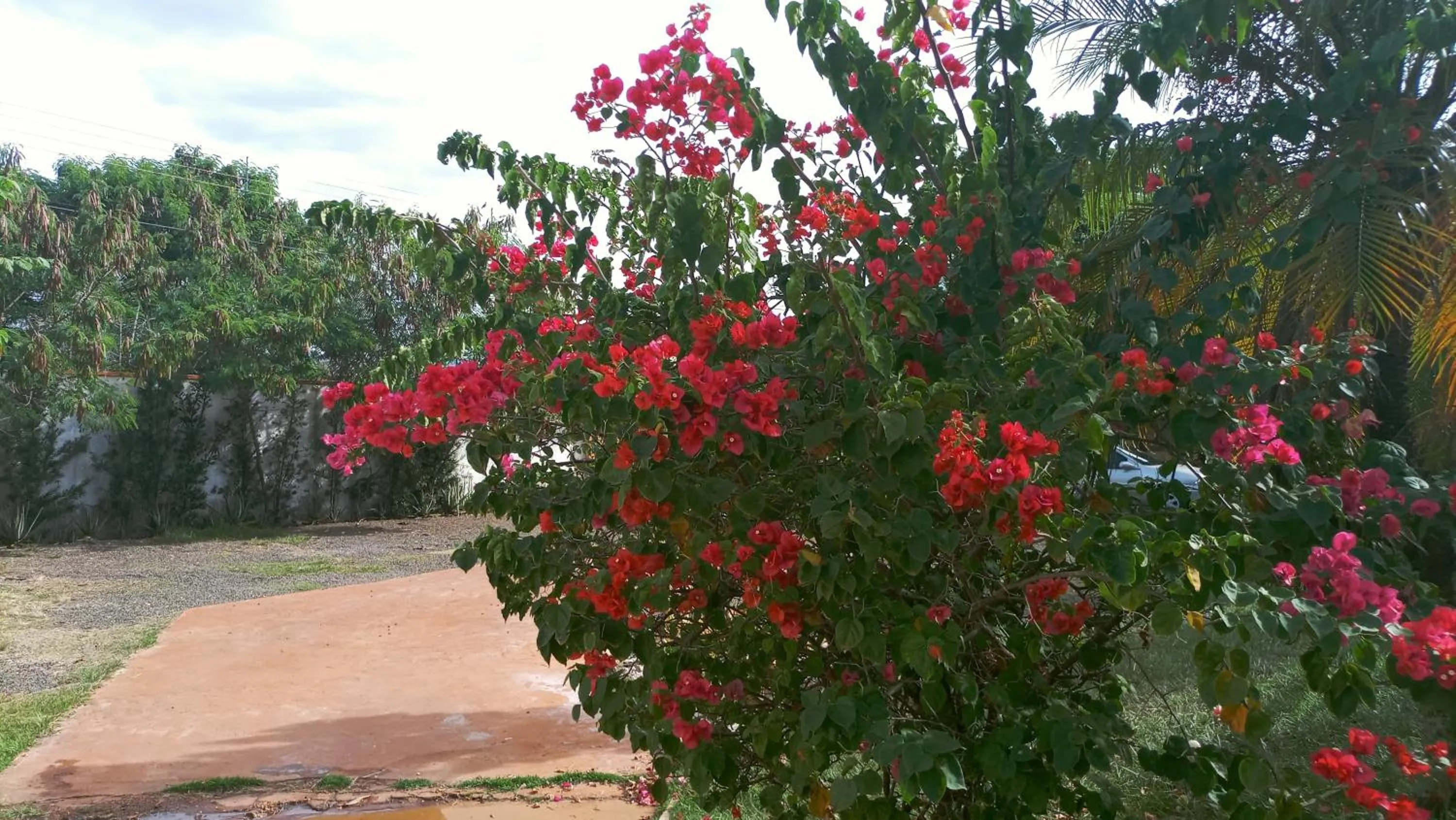 Garden in Biomas Hotel