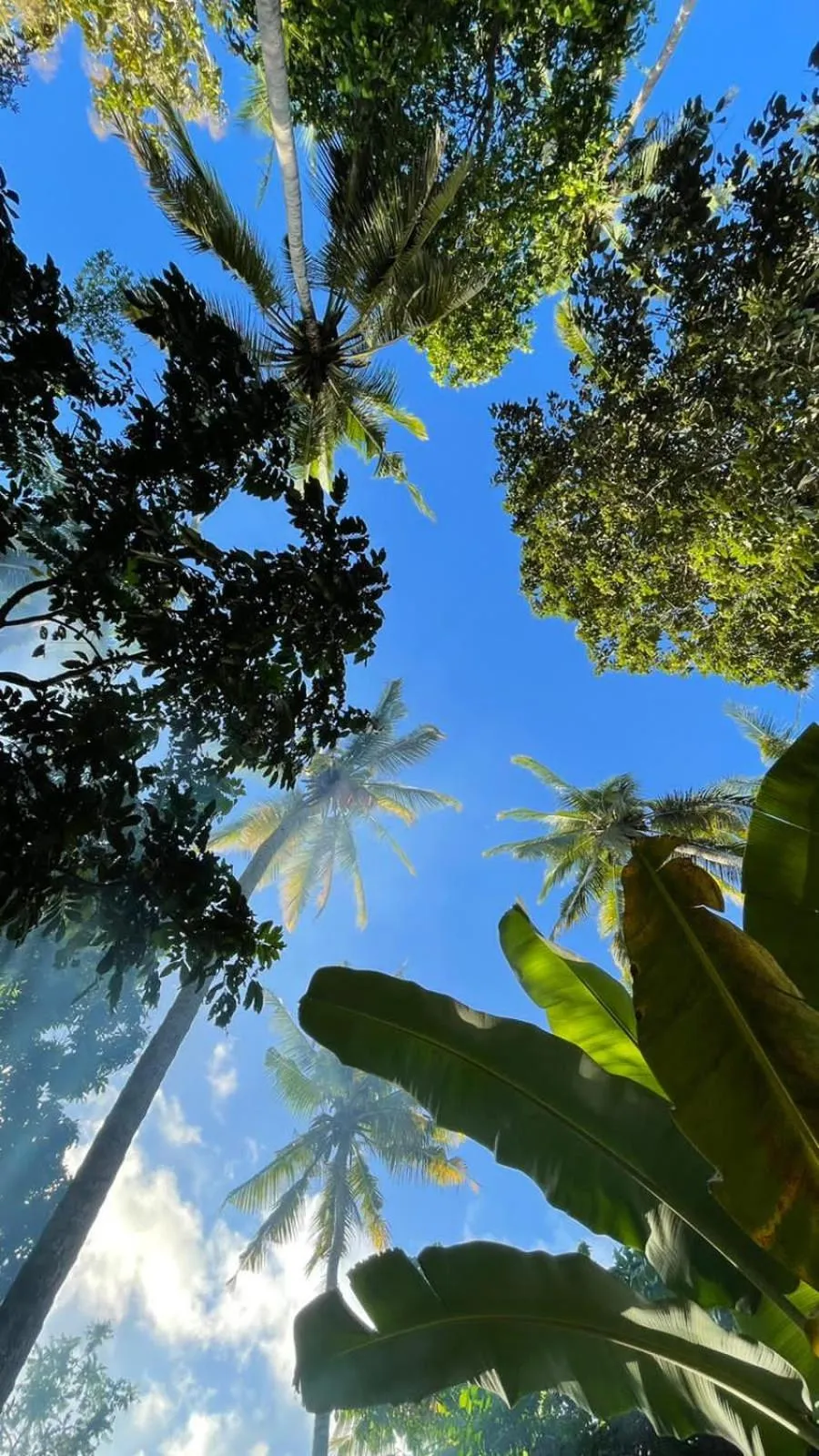 Tropical Sunday Bungalow - Surf And Stay