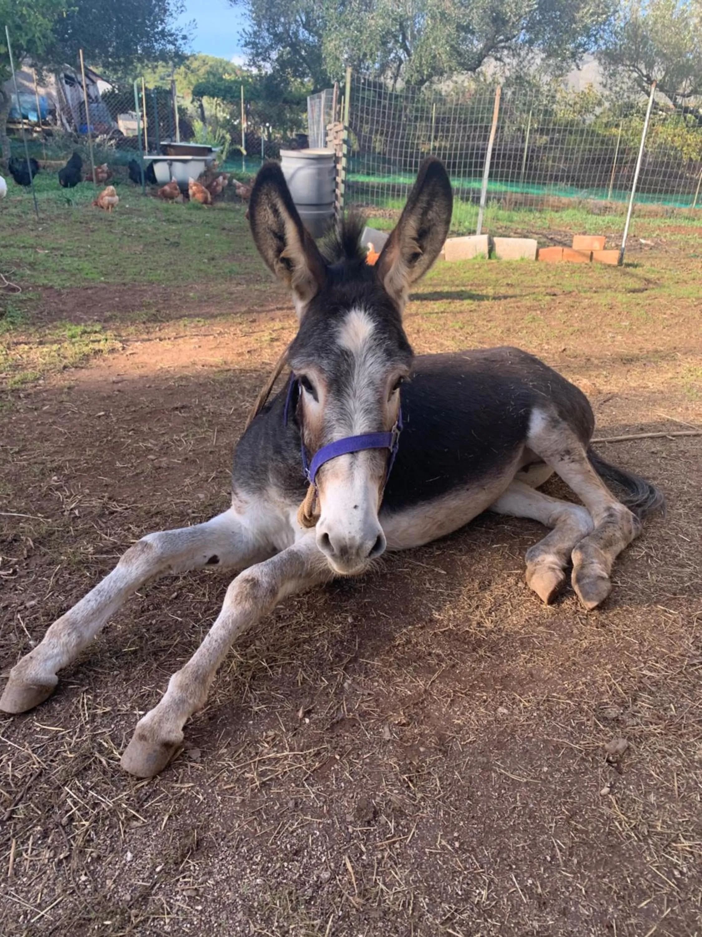 B&B BUICOVILLE CAMEROTA