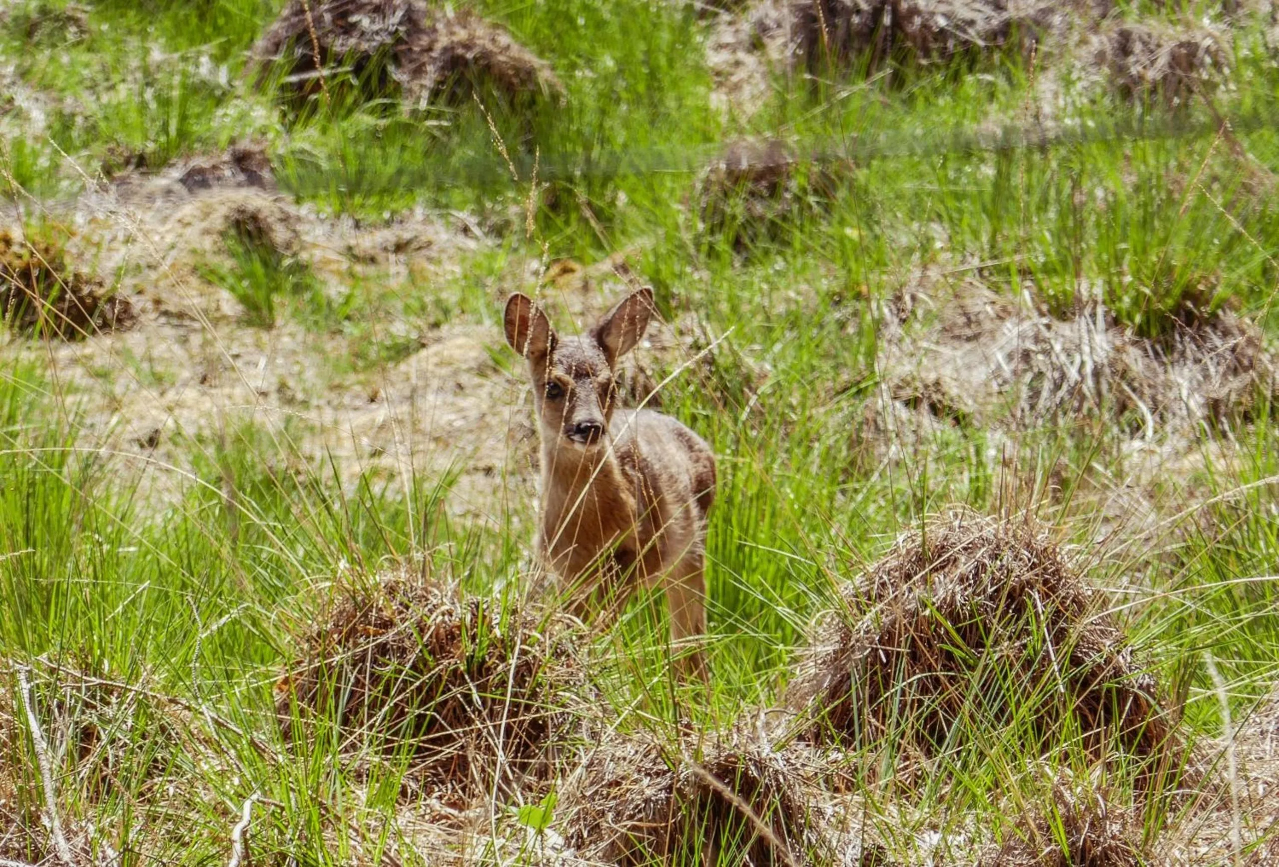 Animals in Op dn Kreijtenberg