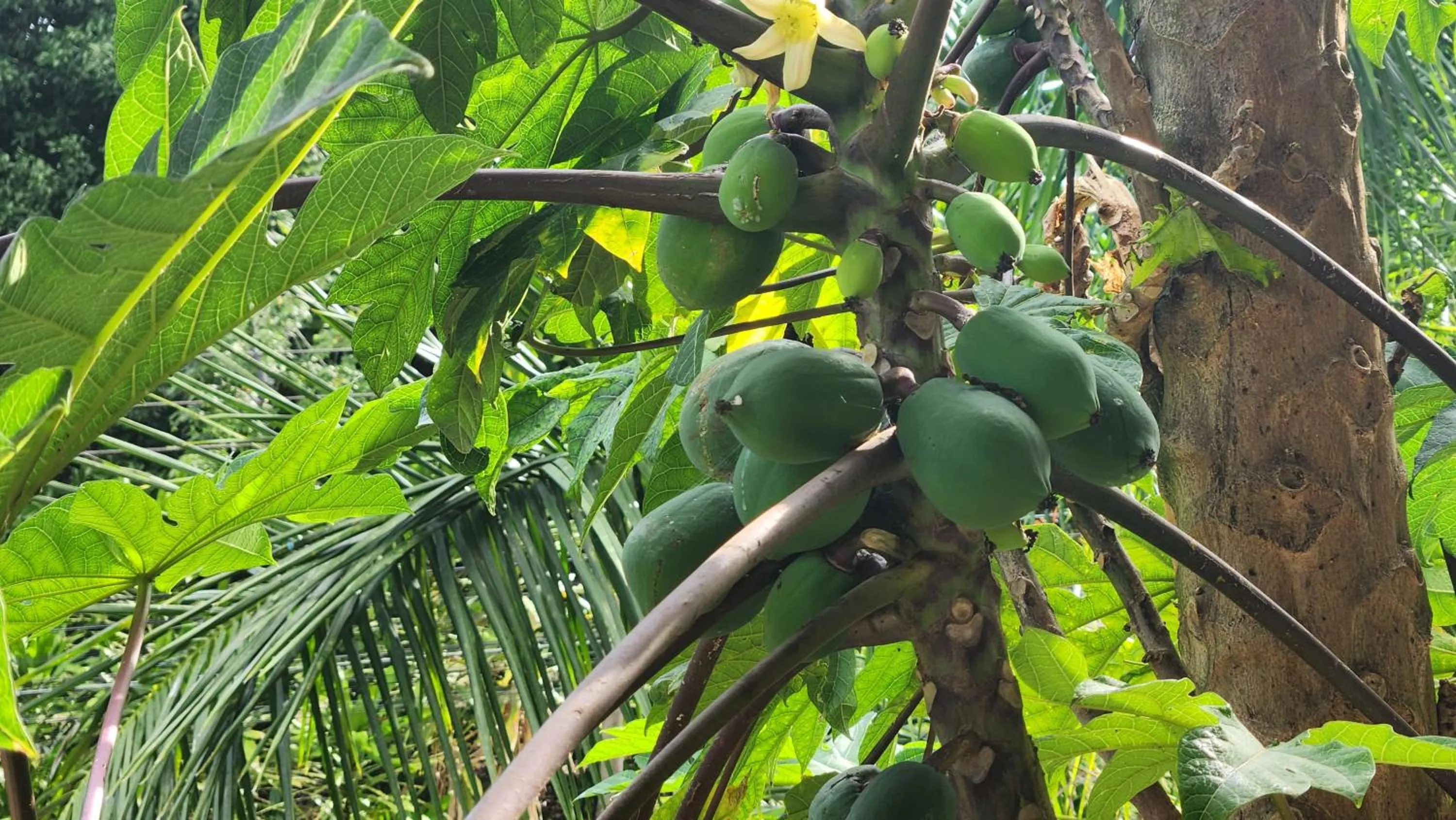 Garden in Hotel LUZ de LUNA Bahía Ballena