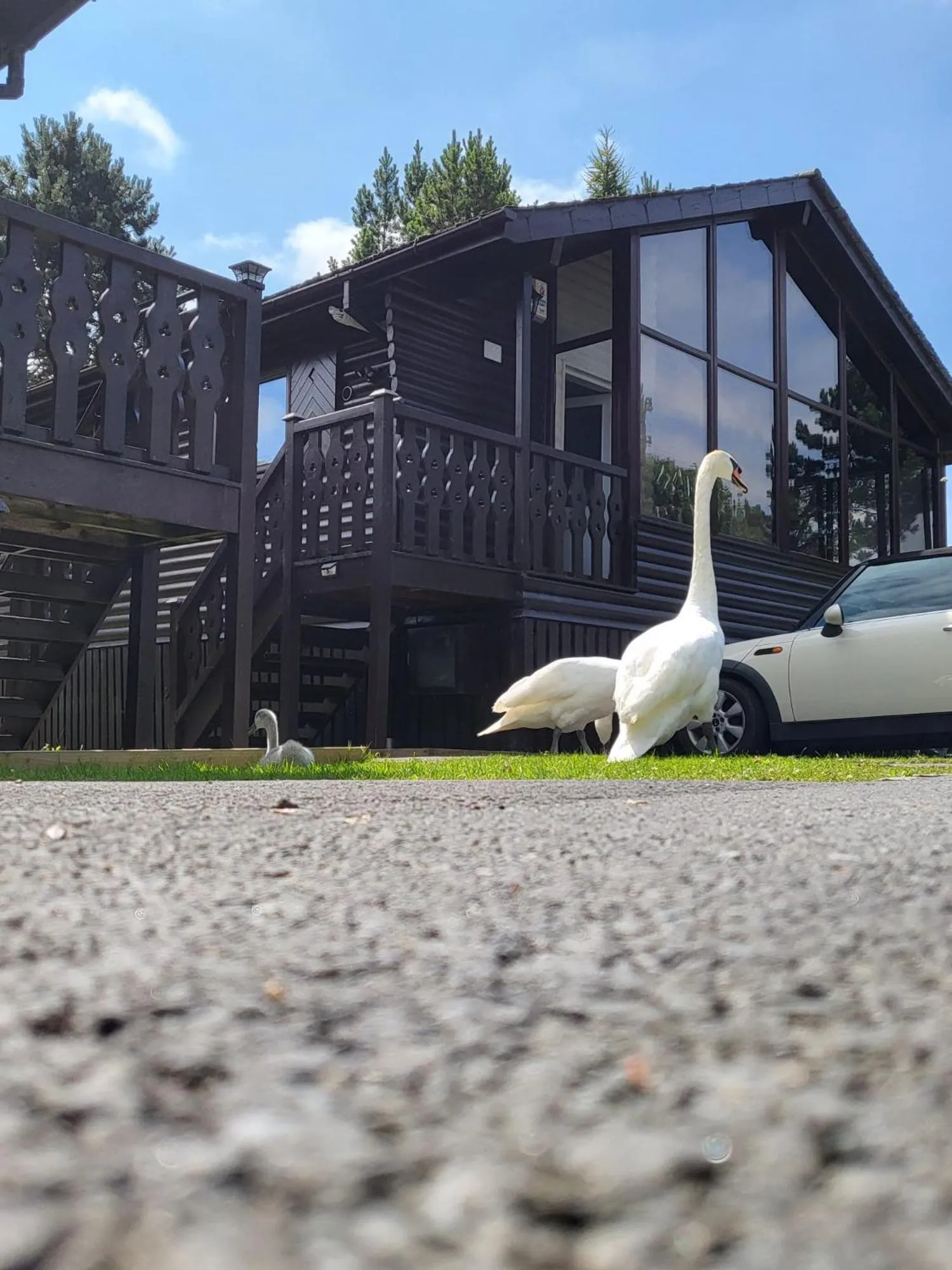 Animals in Keer Side Lodge, Luxury lodge with private hot tub at Pine Lake Resort