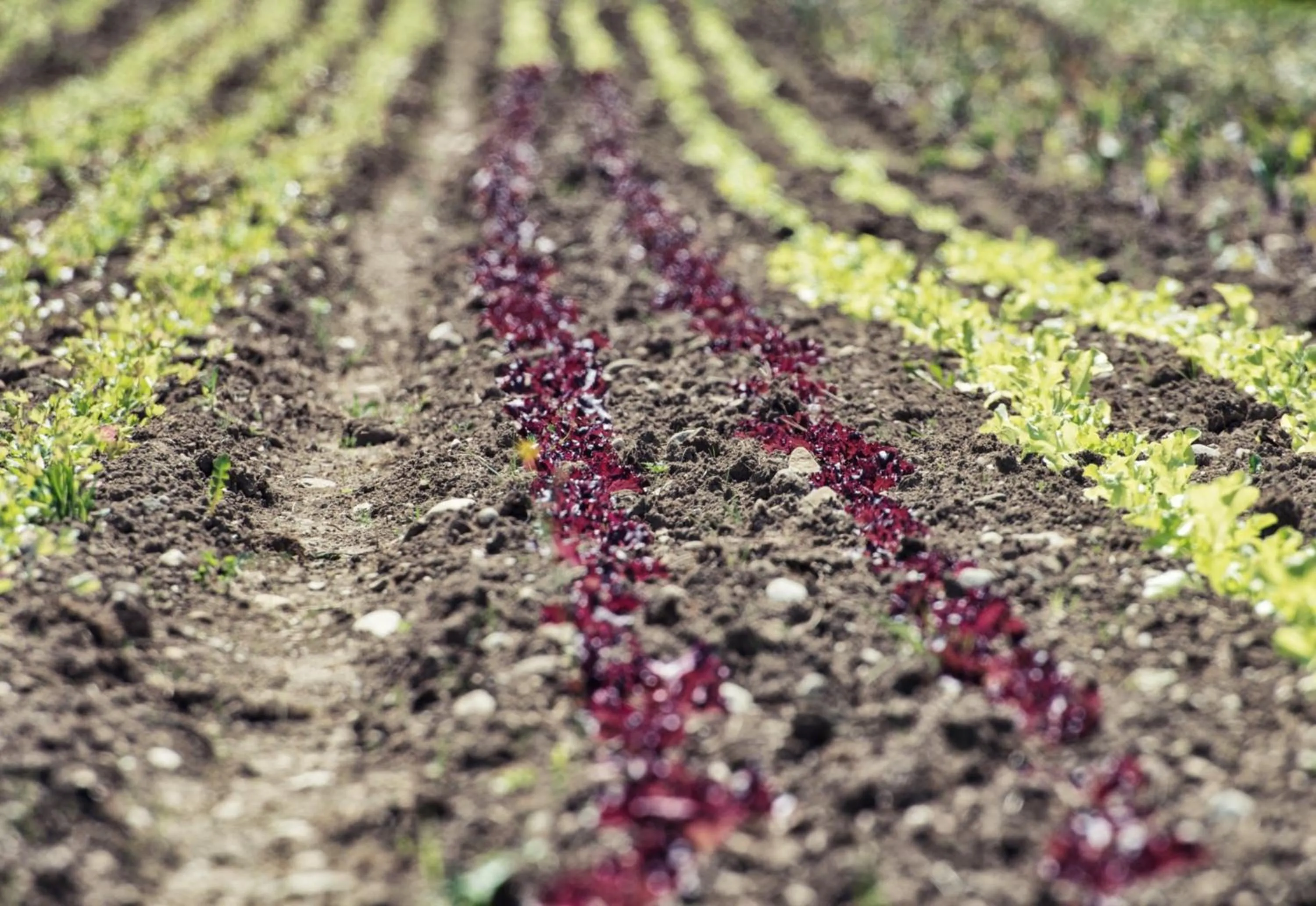 Natural landscape in Biohotel Schlossgut Oberambach