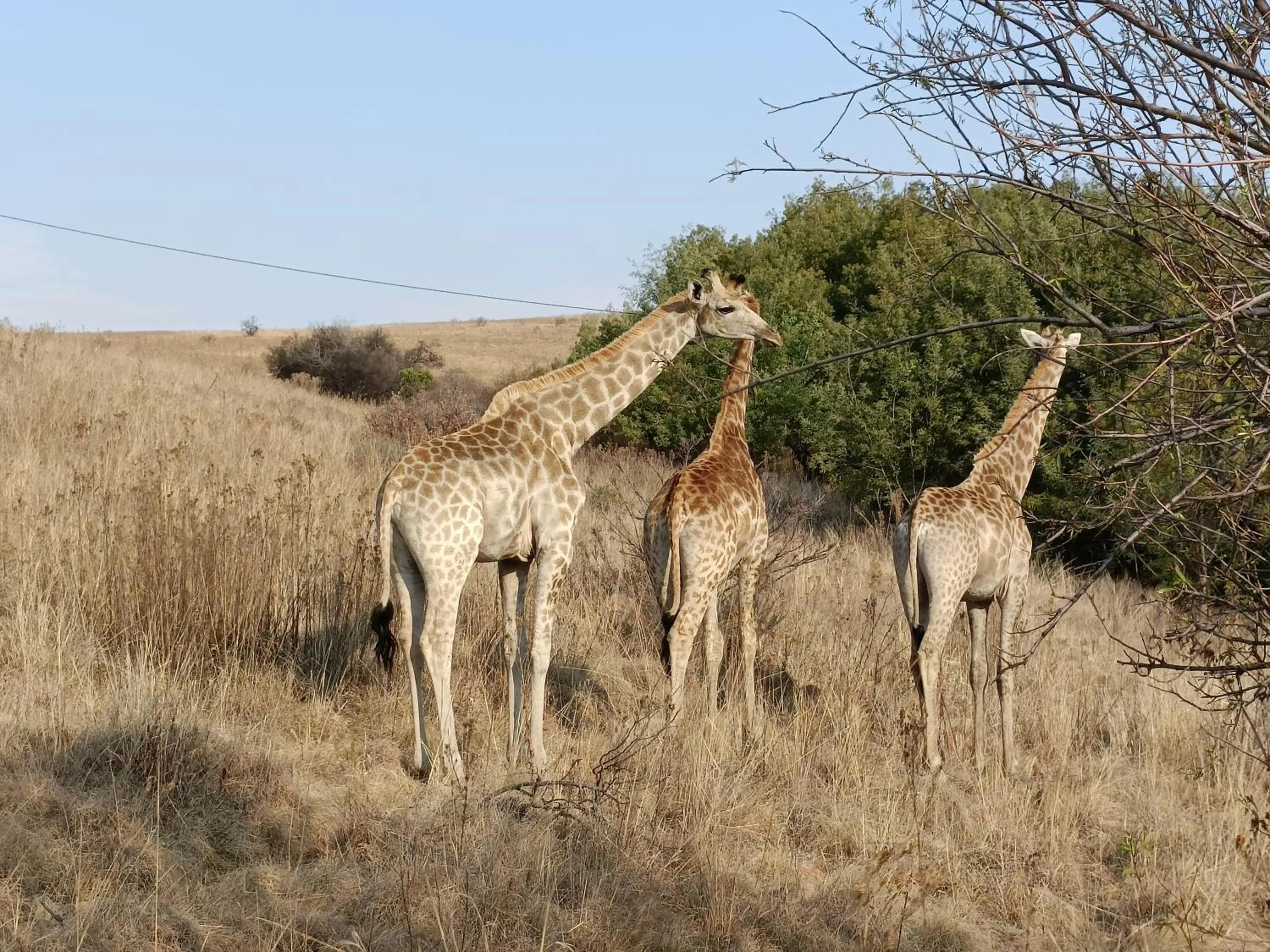 Animals in Sedgefield Lodge