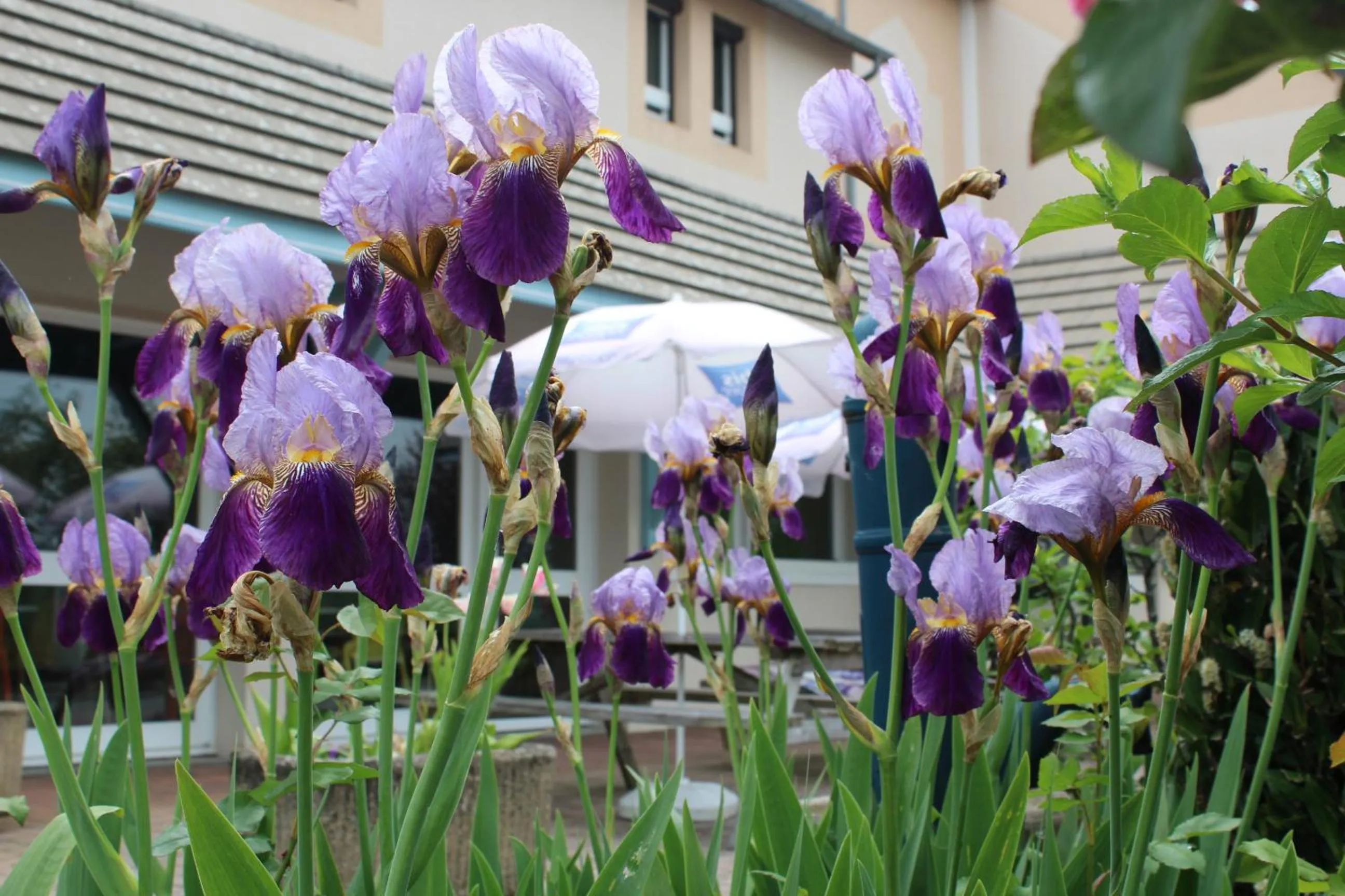 Spring in Hotel ibis Budget Laval