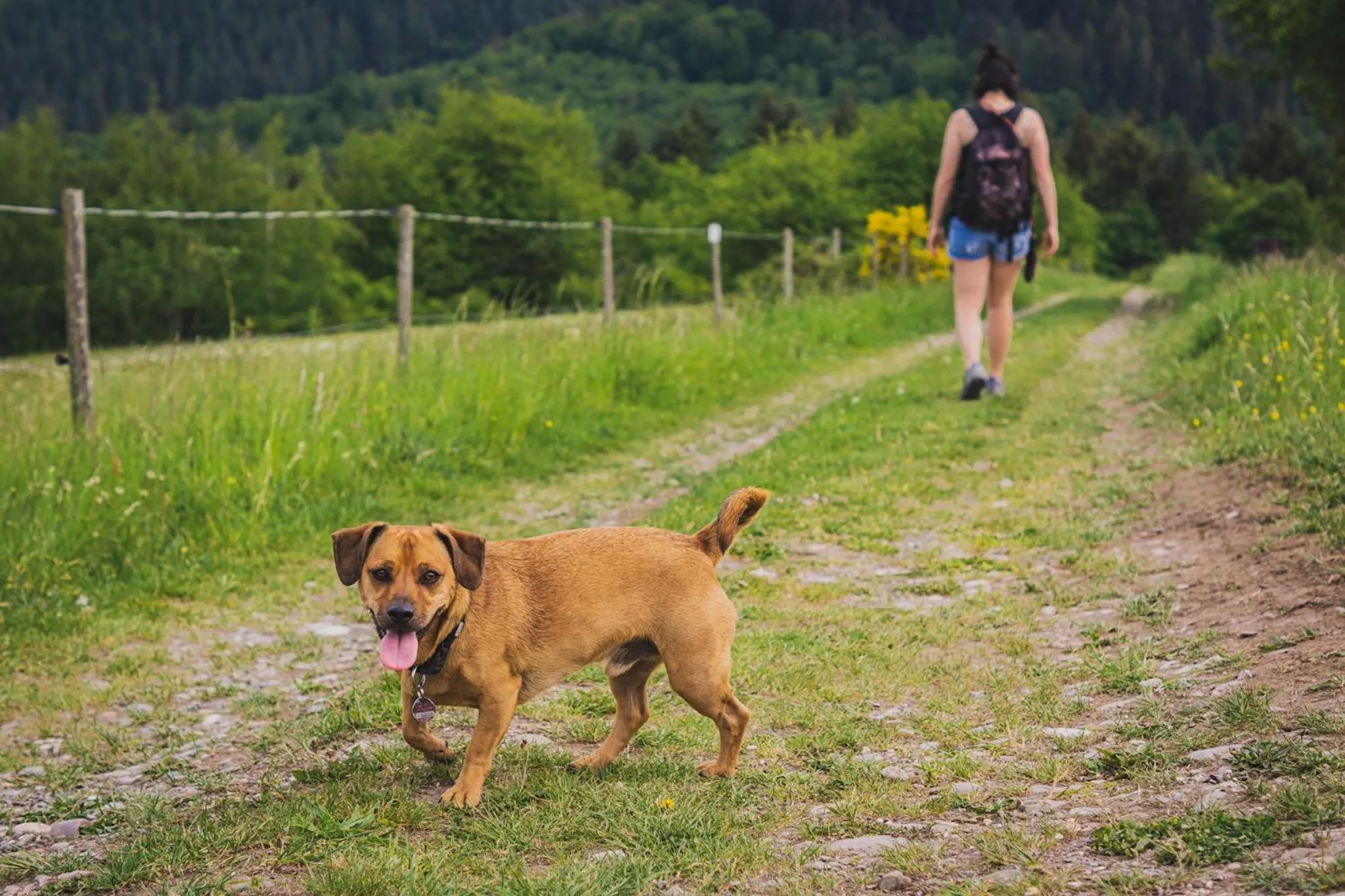 Pets in Schwarzwald Panorama