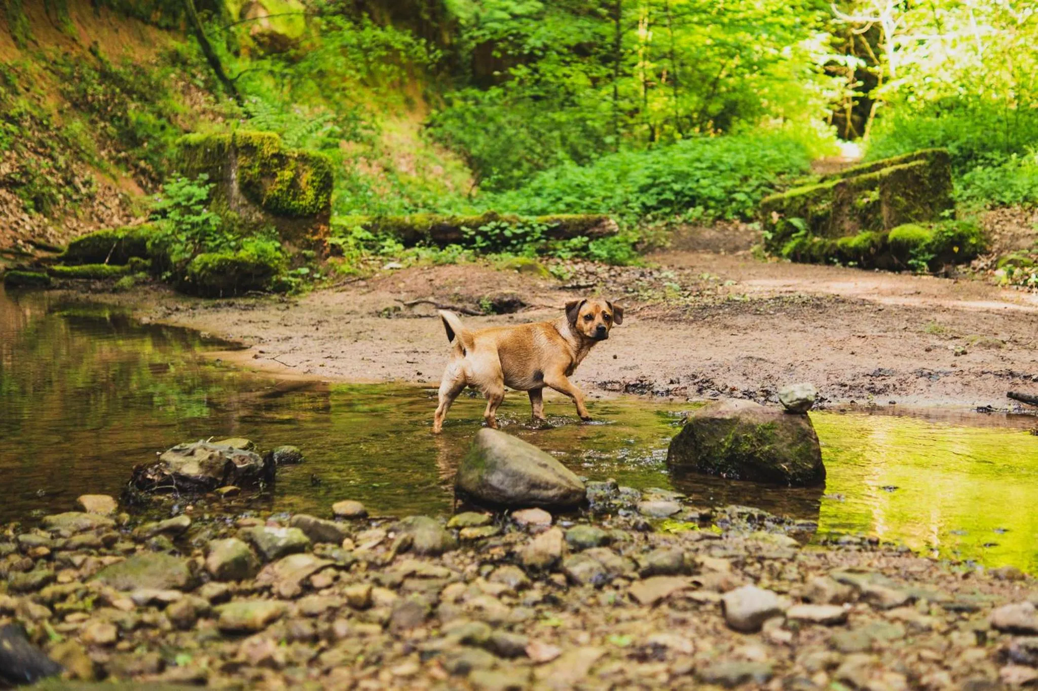 Natural landscape in Schwarzwald Panorama