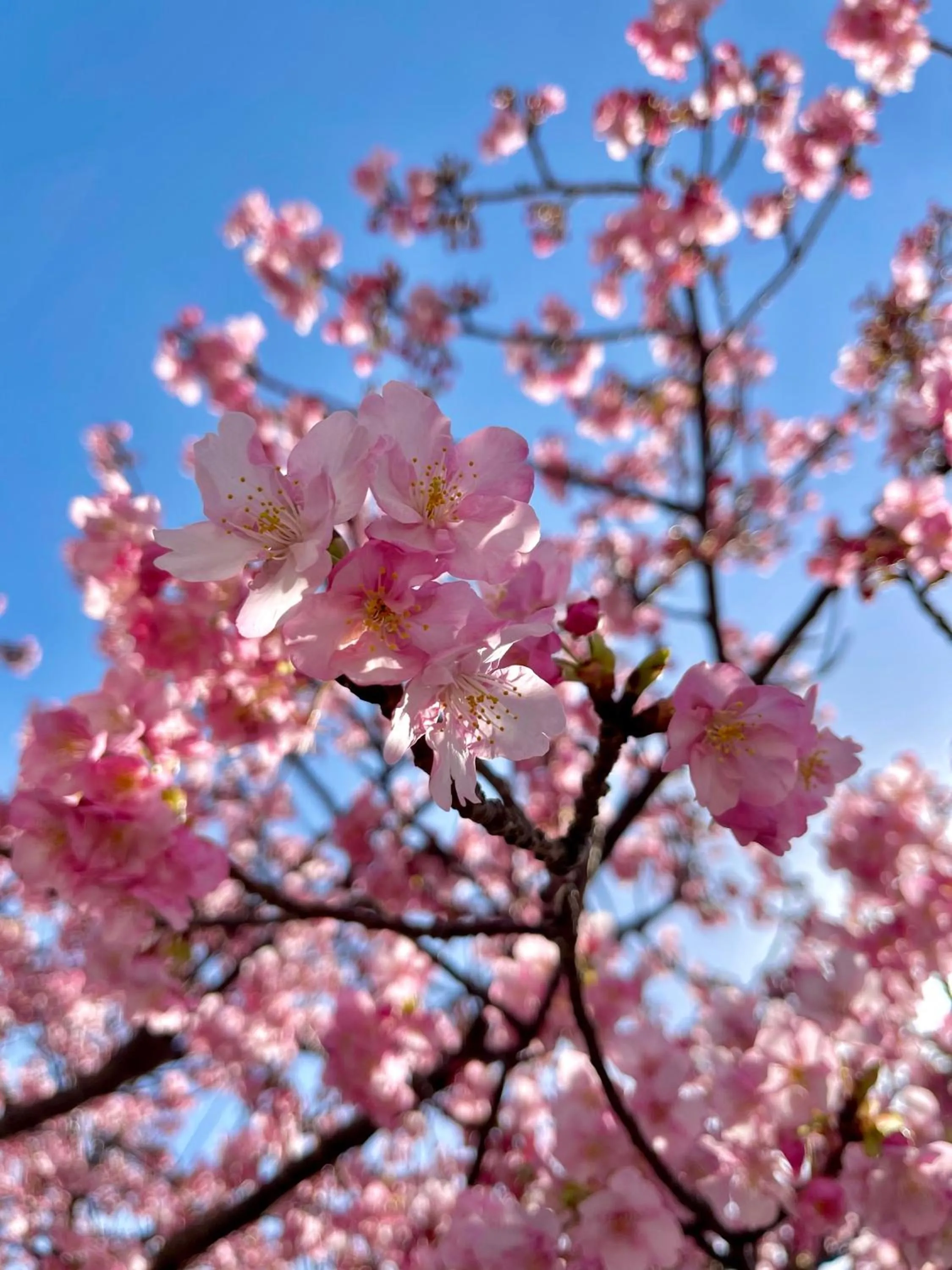 Natural landscape in Guesthouse All you need - All rooms have an ocean view!