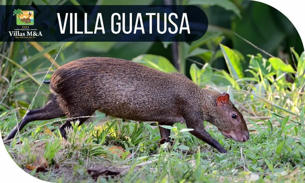 HOTEL, VILLAS y GLAMPINGS MYA -PUERTO VIEJO, Limon, CR