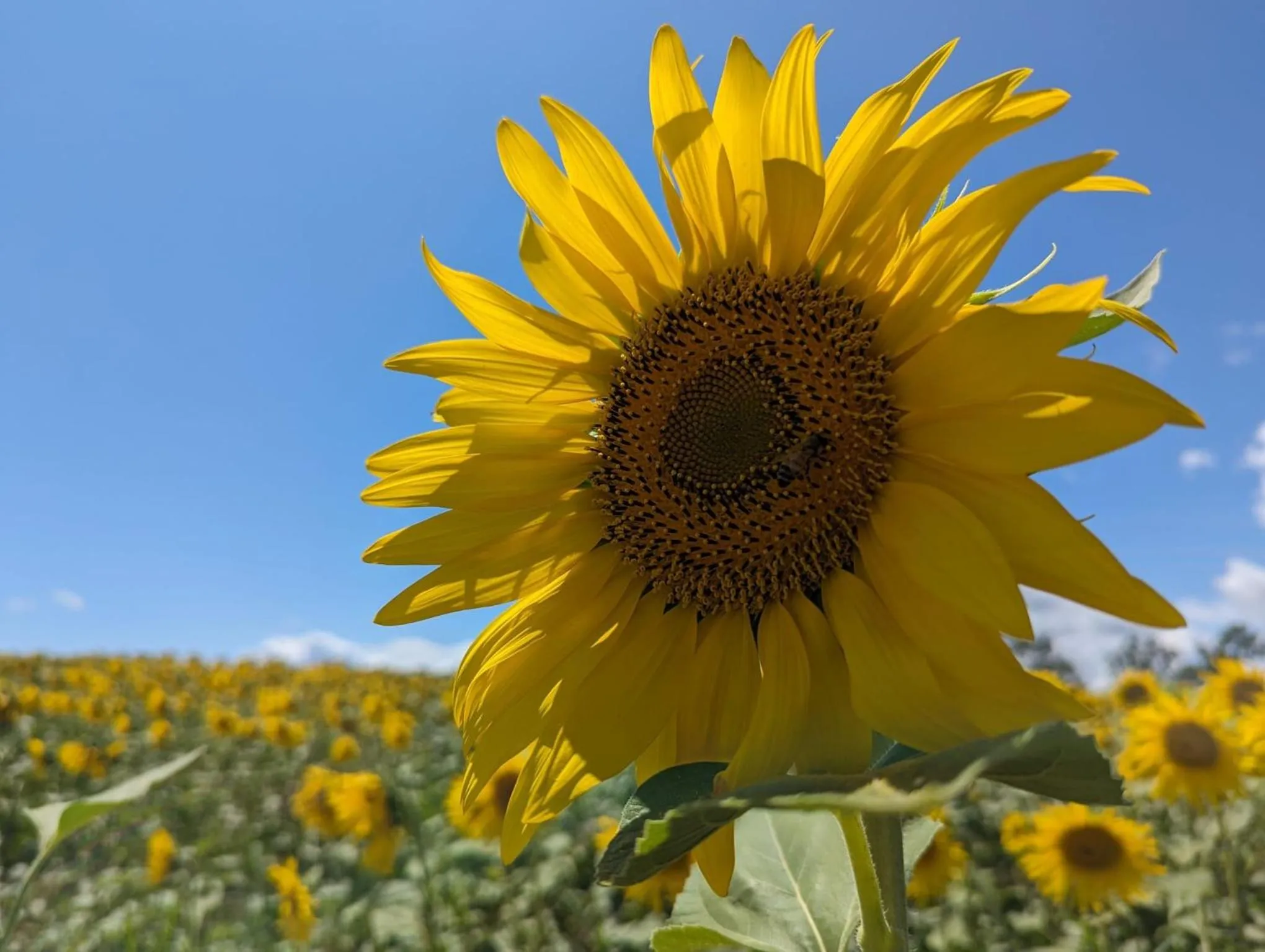 Natural landscape in Dolce Farnetta en-Suite Spa & Yoga
