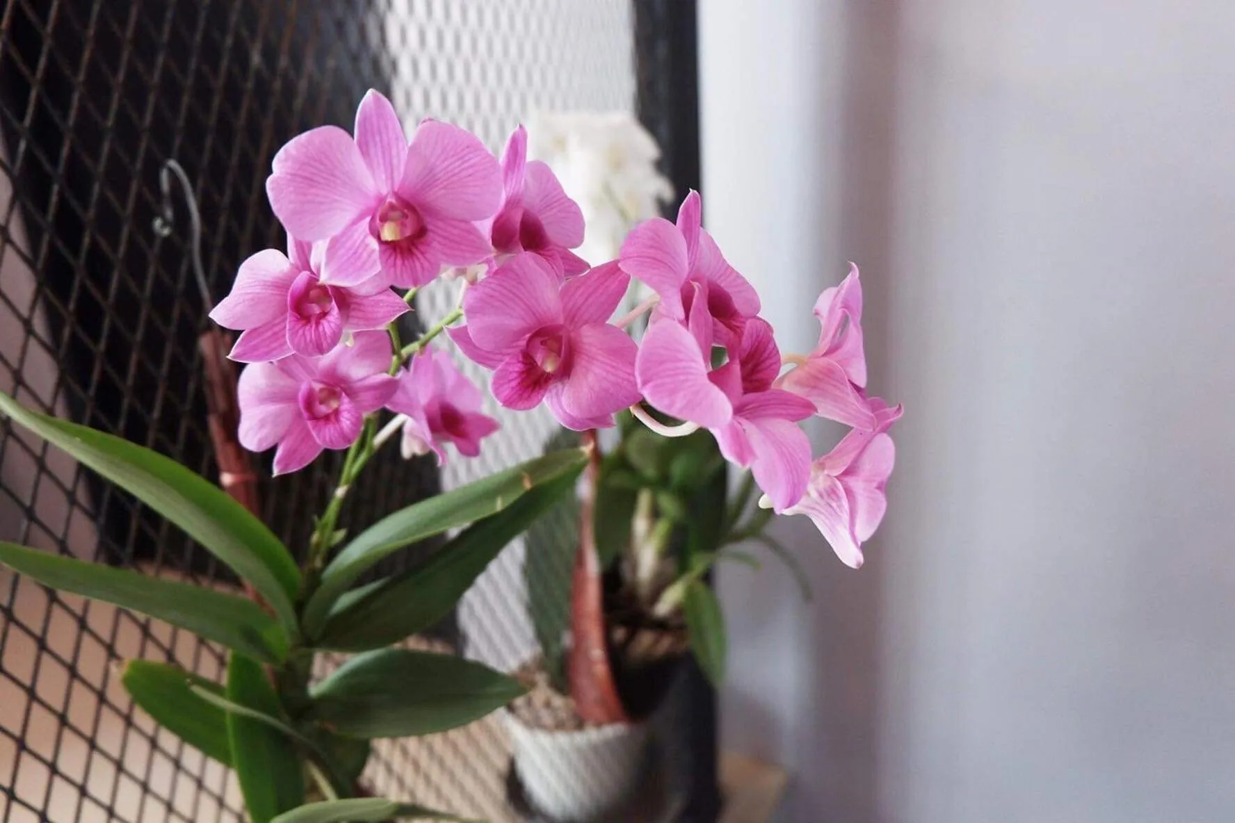 Rin GuestHouse Pracharak RD