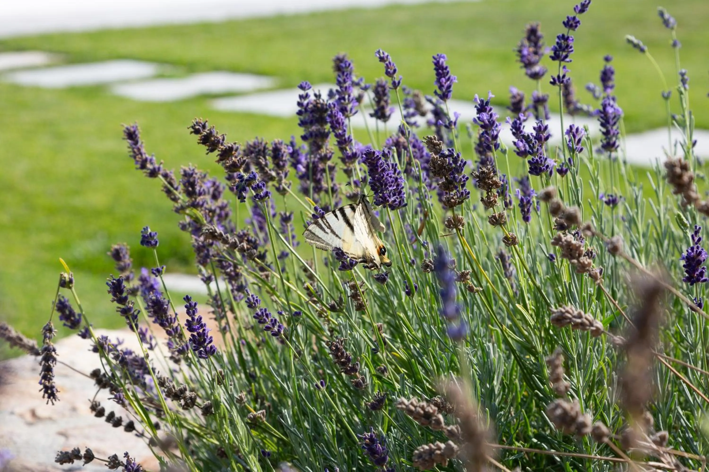 Garden in Casa Massaro Todeschini