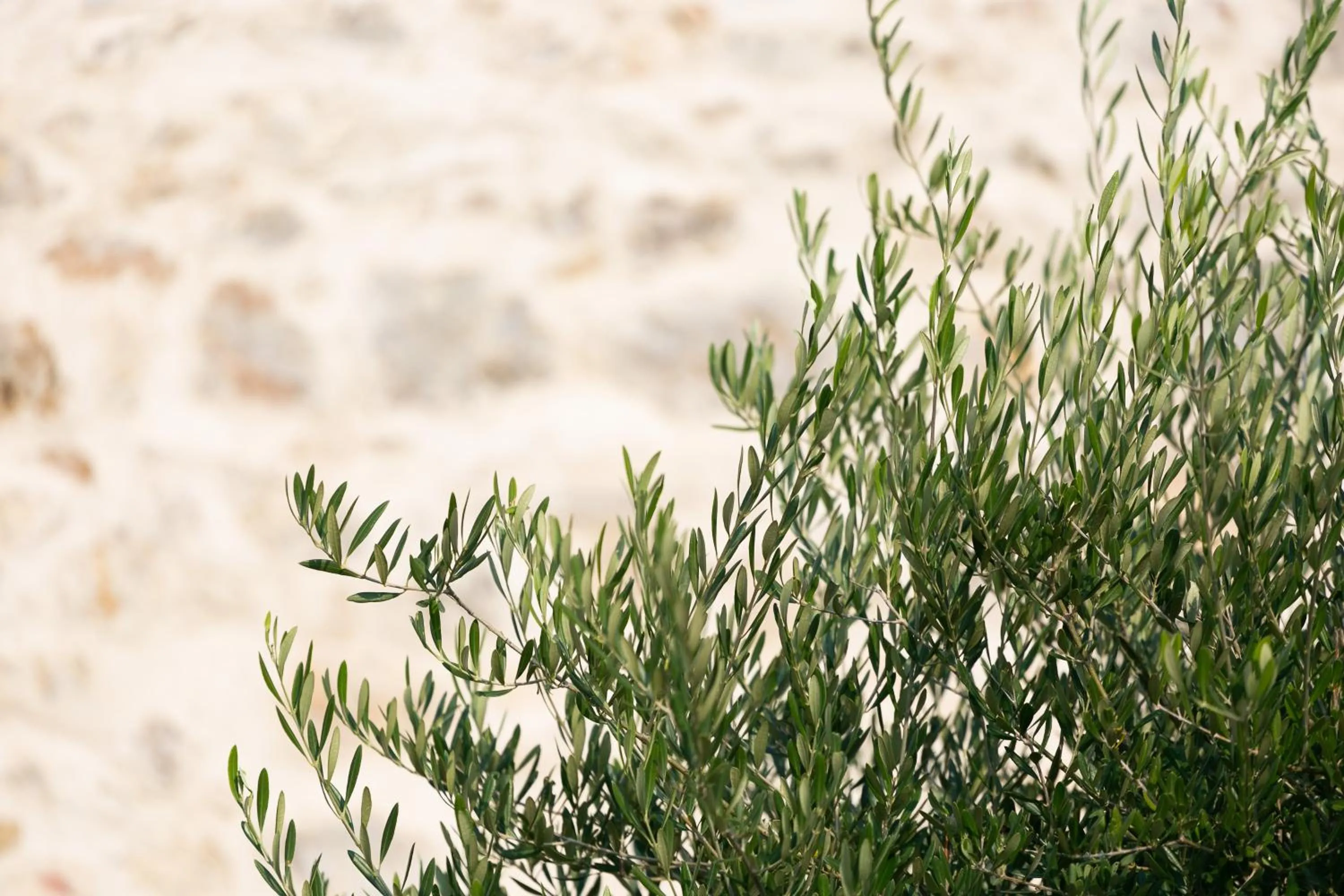 Natural landscape in Casa Massaro Todeschini