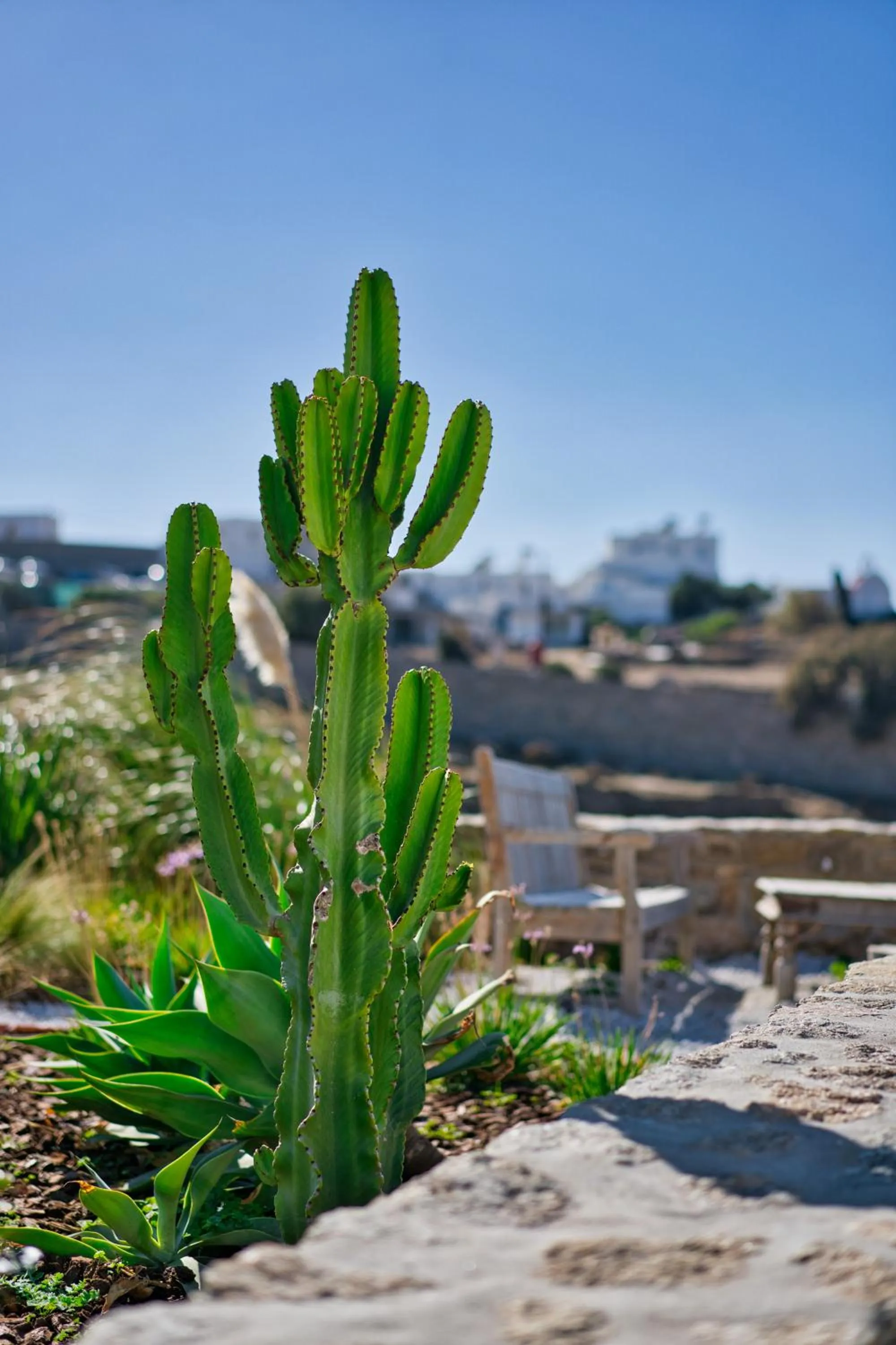 Spring in San Antonio Summerland