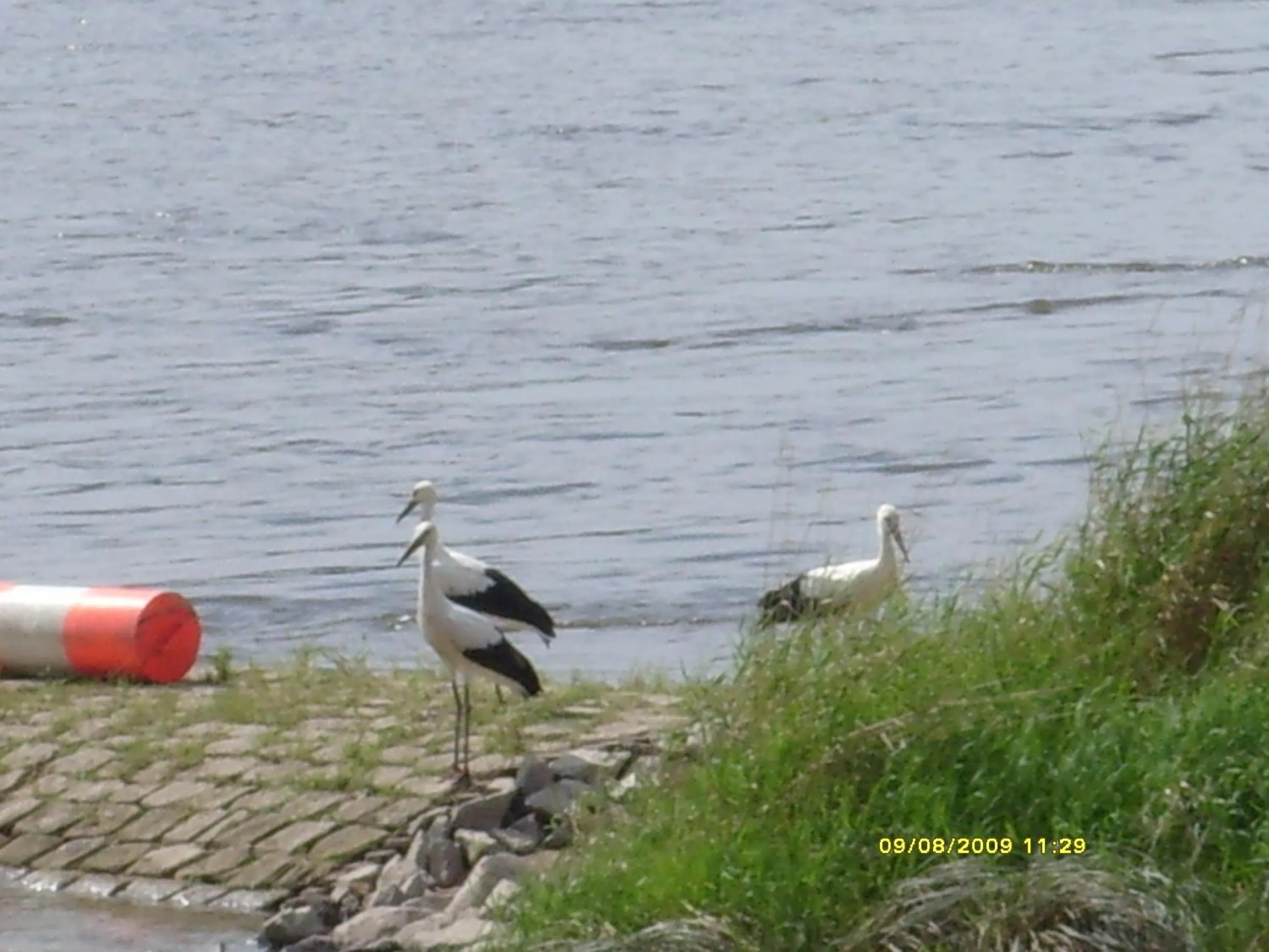 View (from property/room) in Elbterrassen zu Brambach