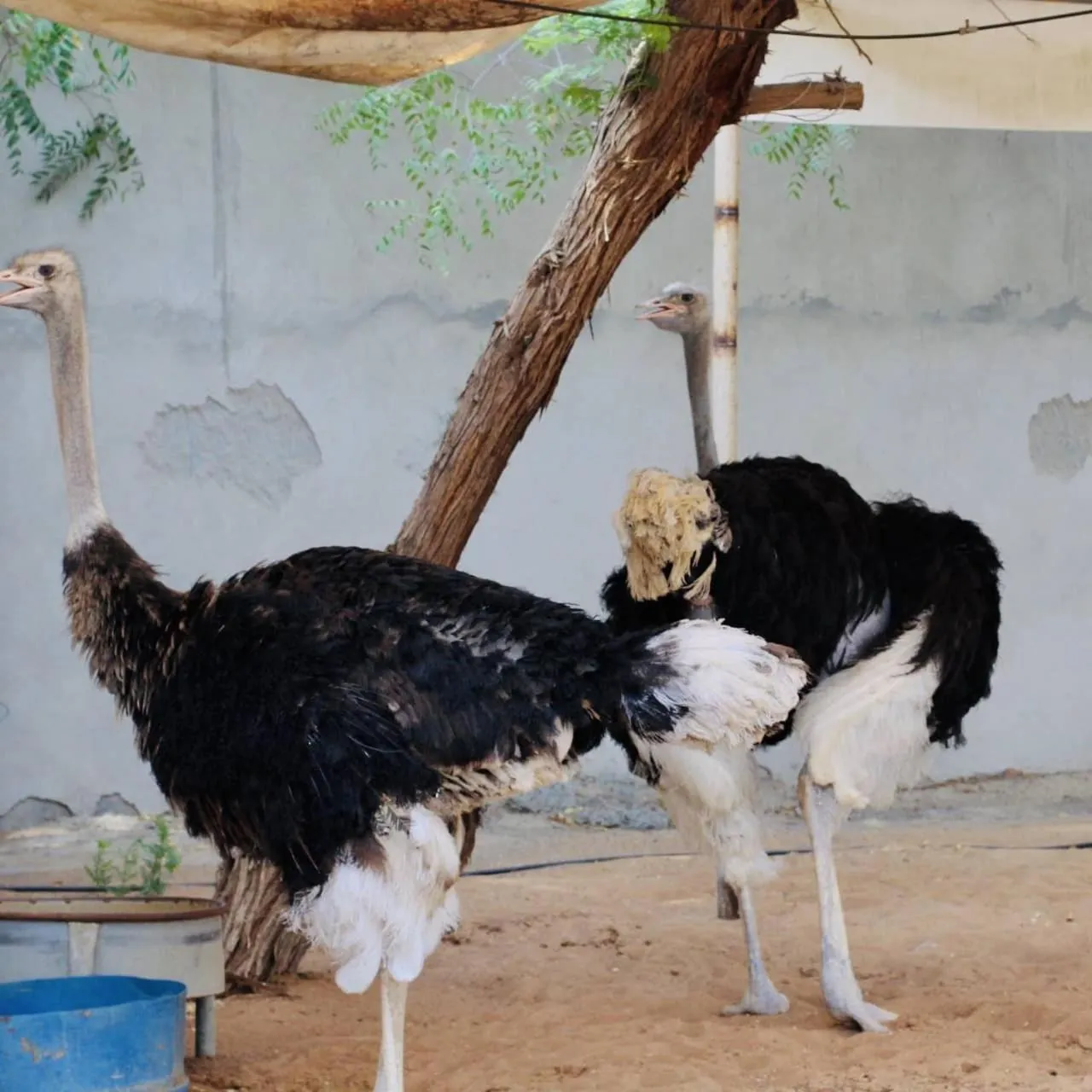 Animals in Daraysh Hotel