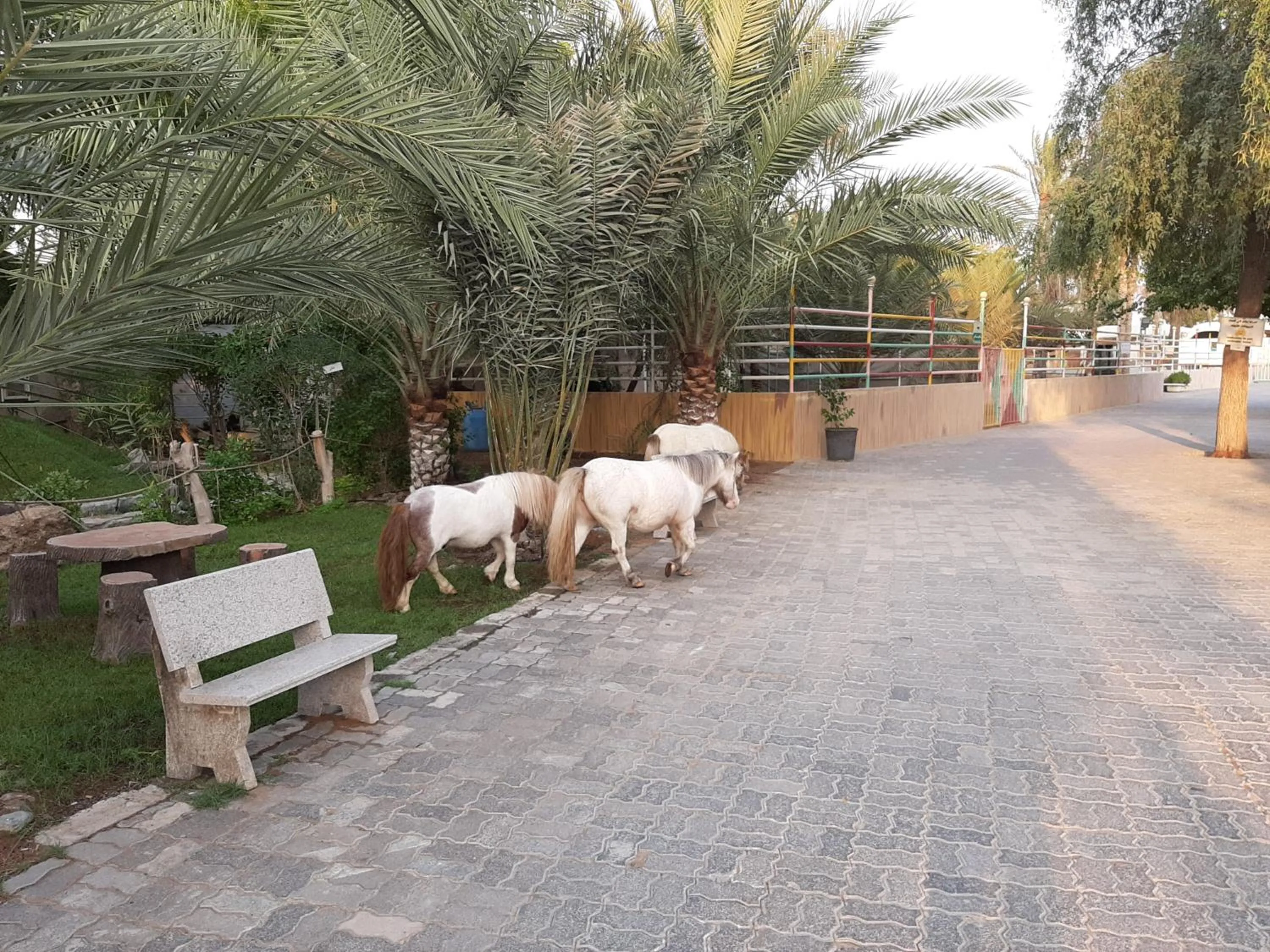 Garden in Daraysh Hotel