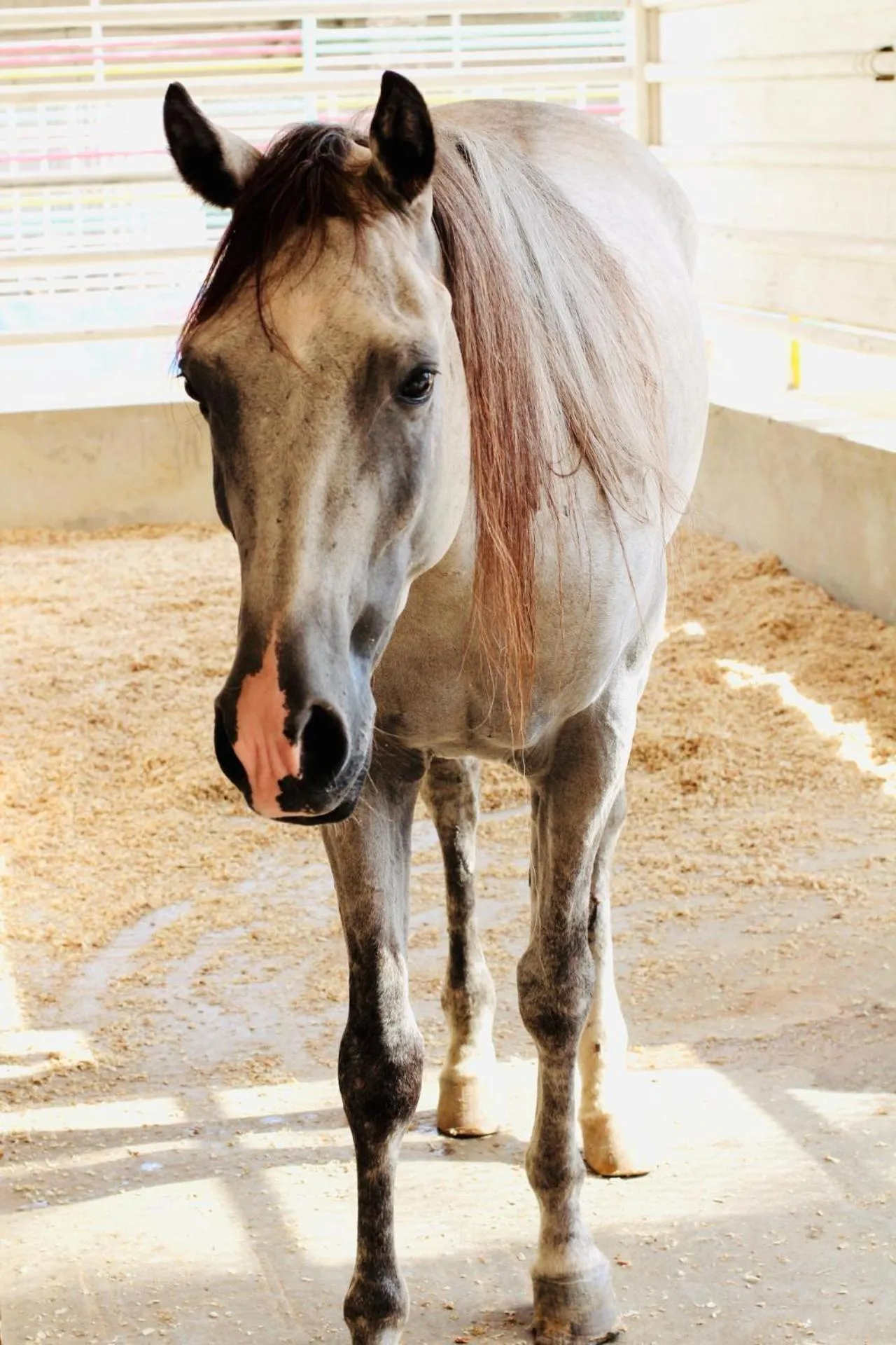 Animals in Daraysh Hotel