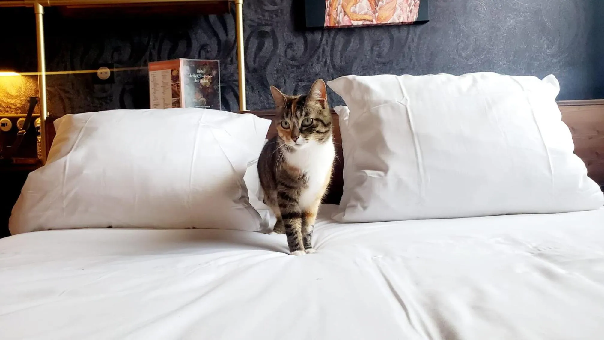 Pets, Bed in Aiden by Best Western Lorient Centre