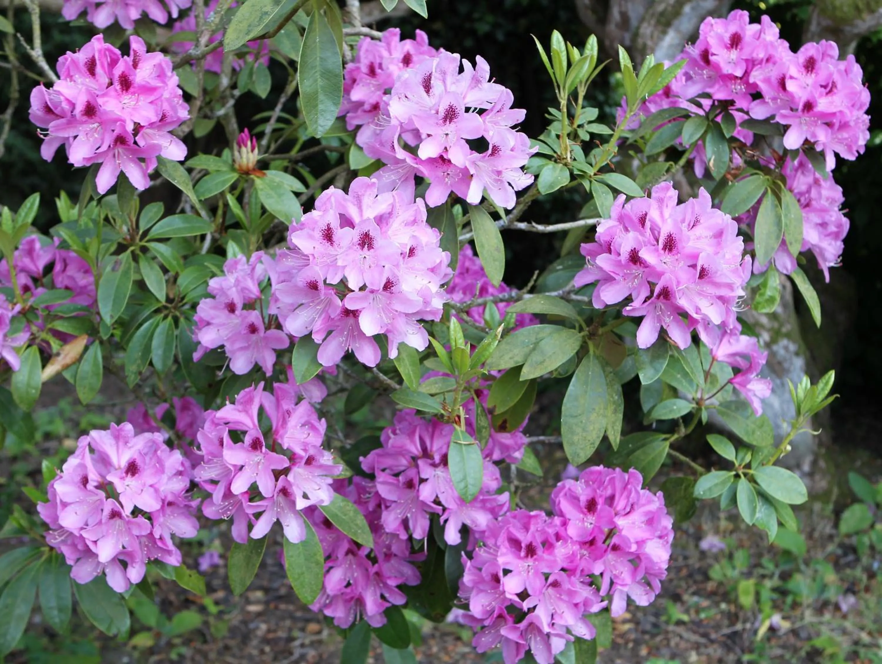 Garden in Kirklands House Melrose Bed and Breakfast