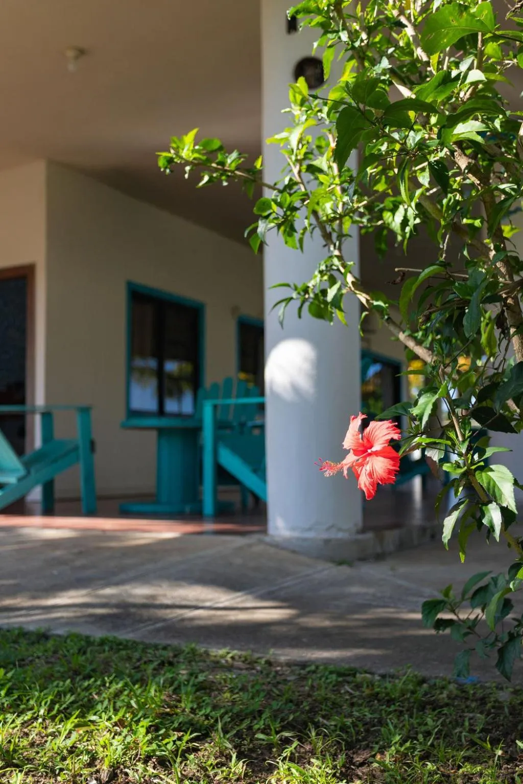 Garden view in Hotel Palmazul - Viña del Mar