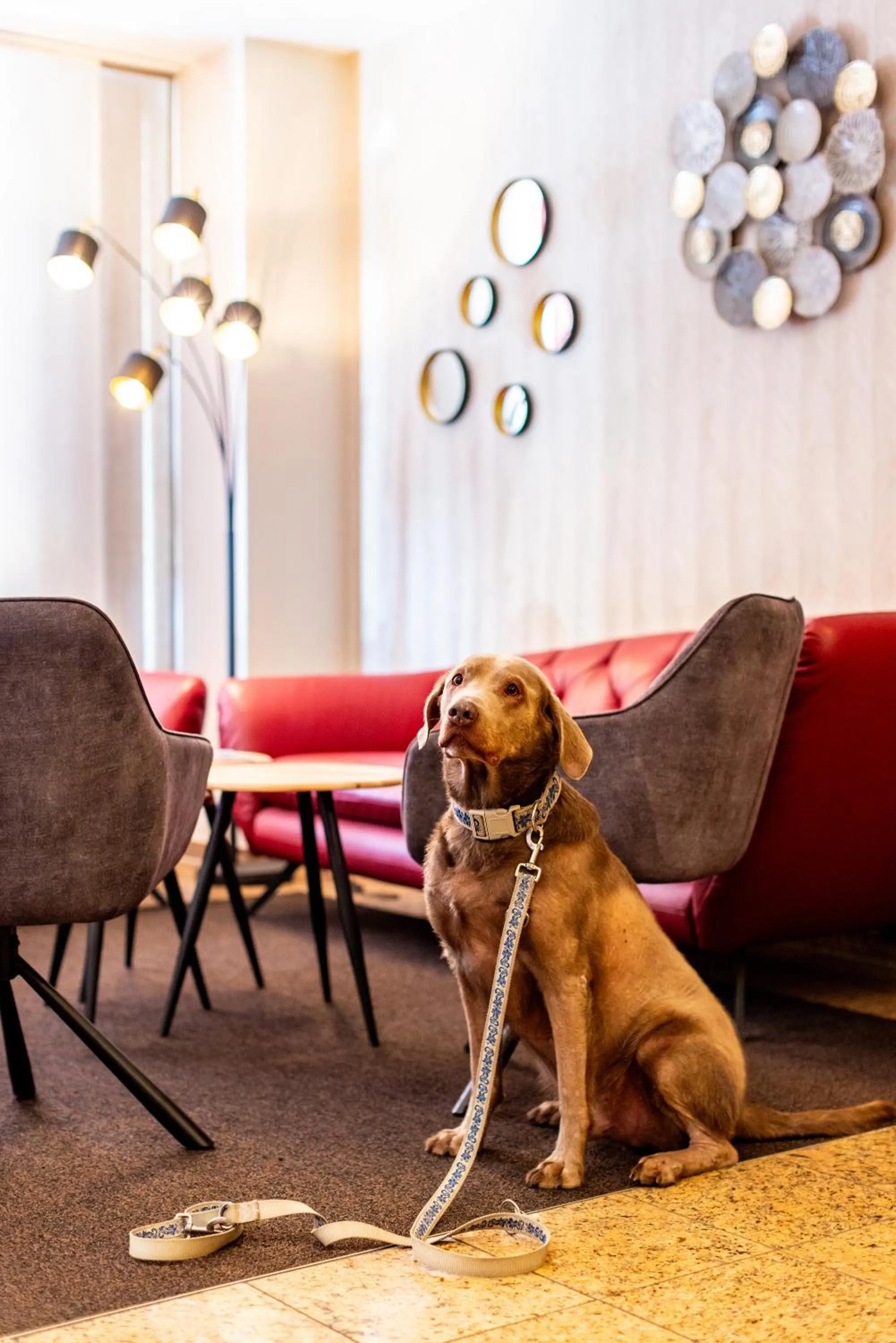 Pets in Maingau Hotel