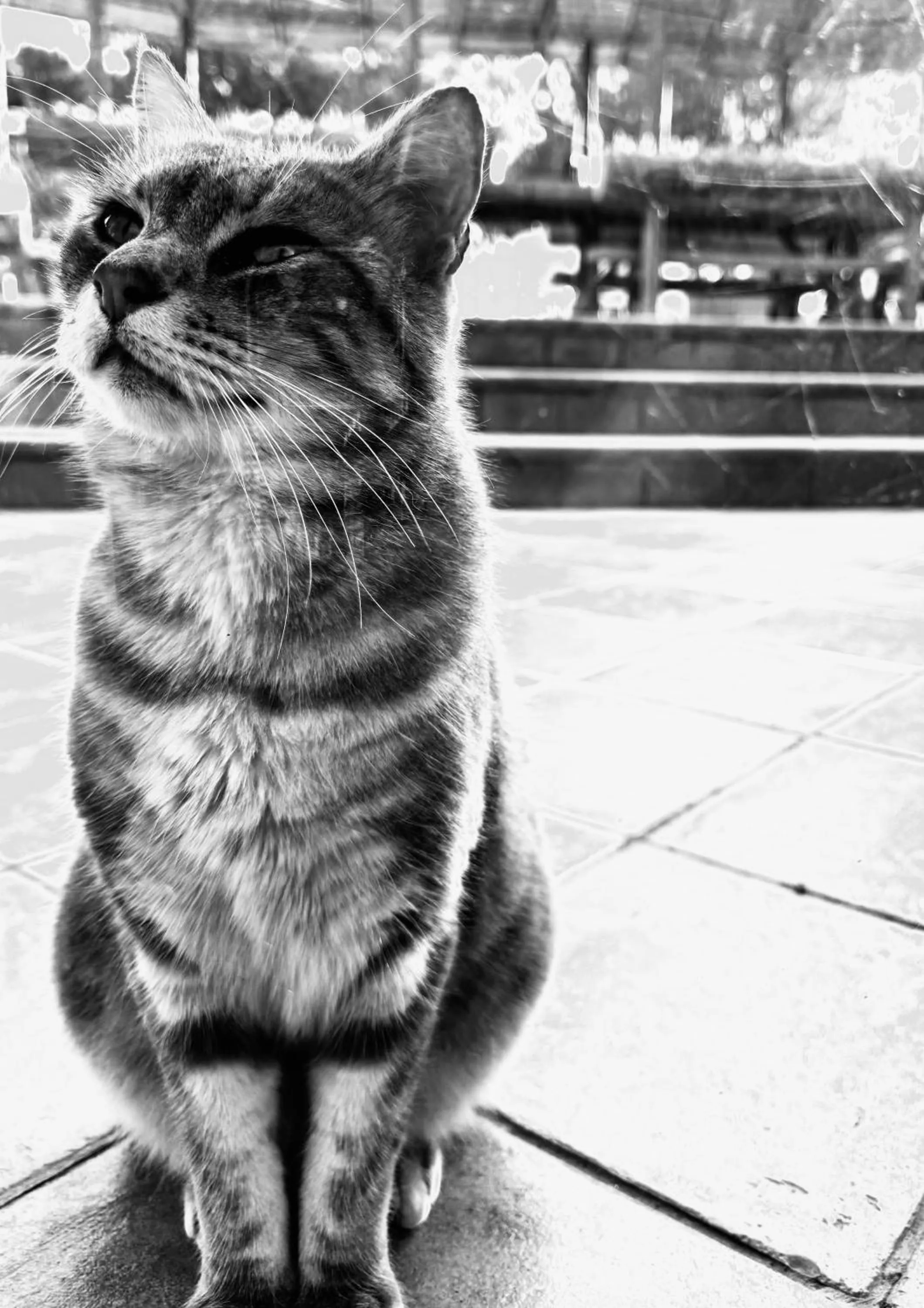 Animals in B&B Iolì Vesuvio