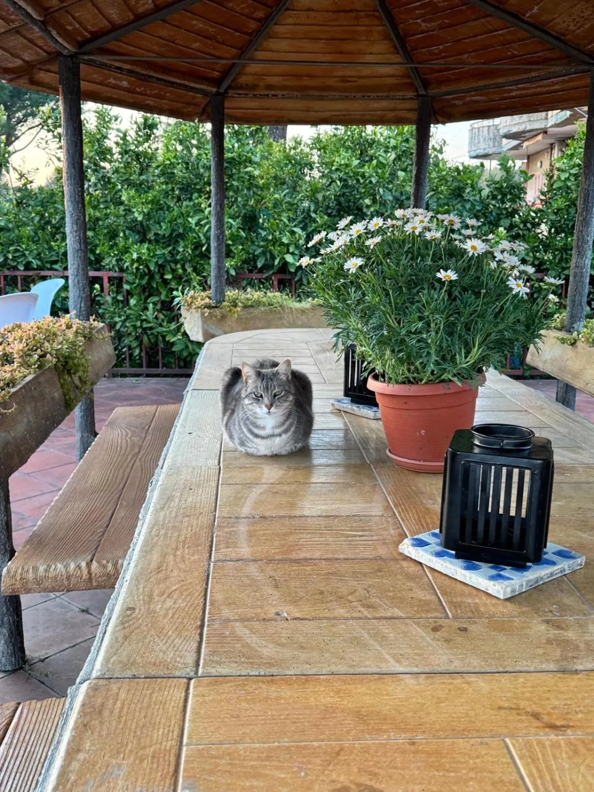Patio in B&B Iolì Vesuvio