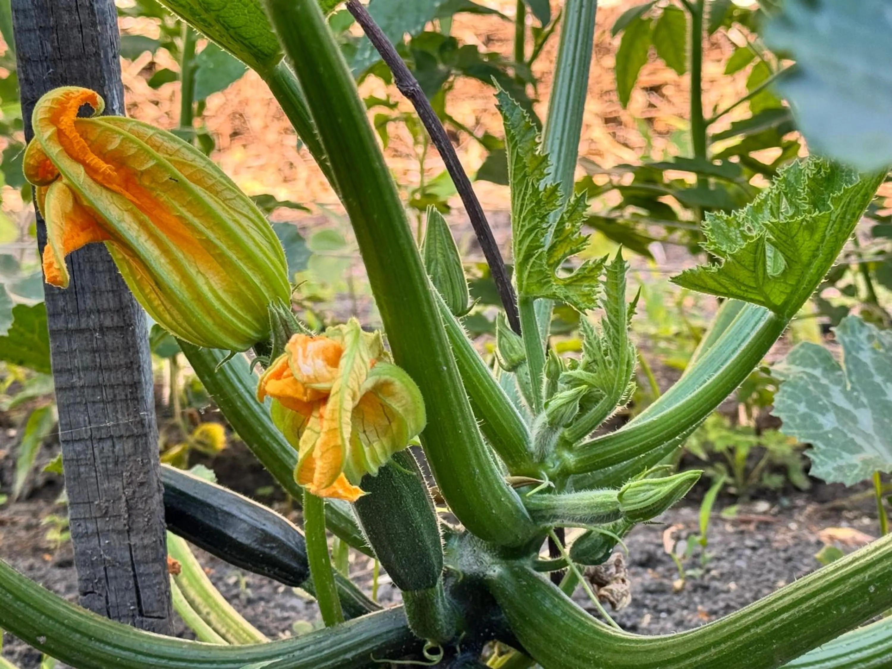 Property building in B&B Iolì Vesuvio
