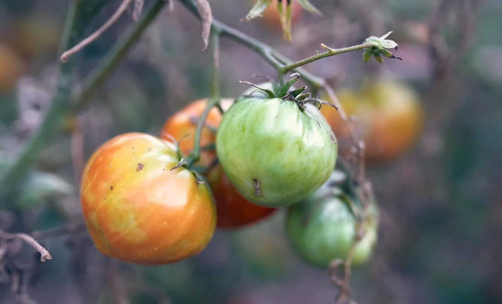 Garden in Eco Hotel Cueva del Gato
