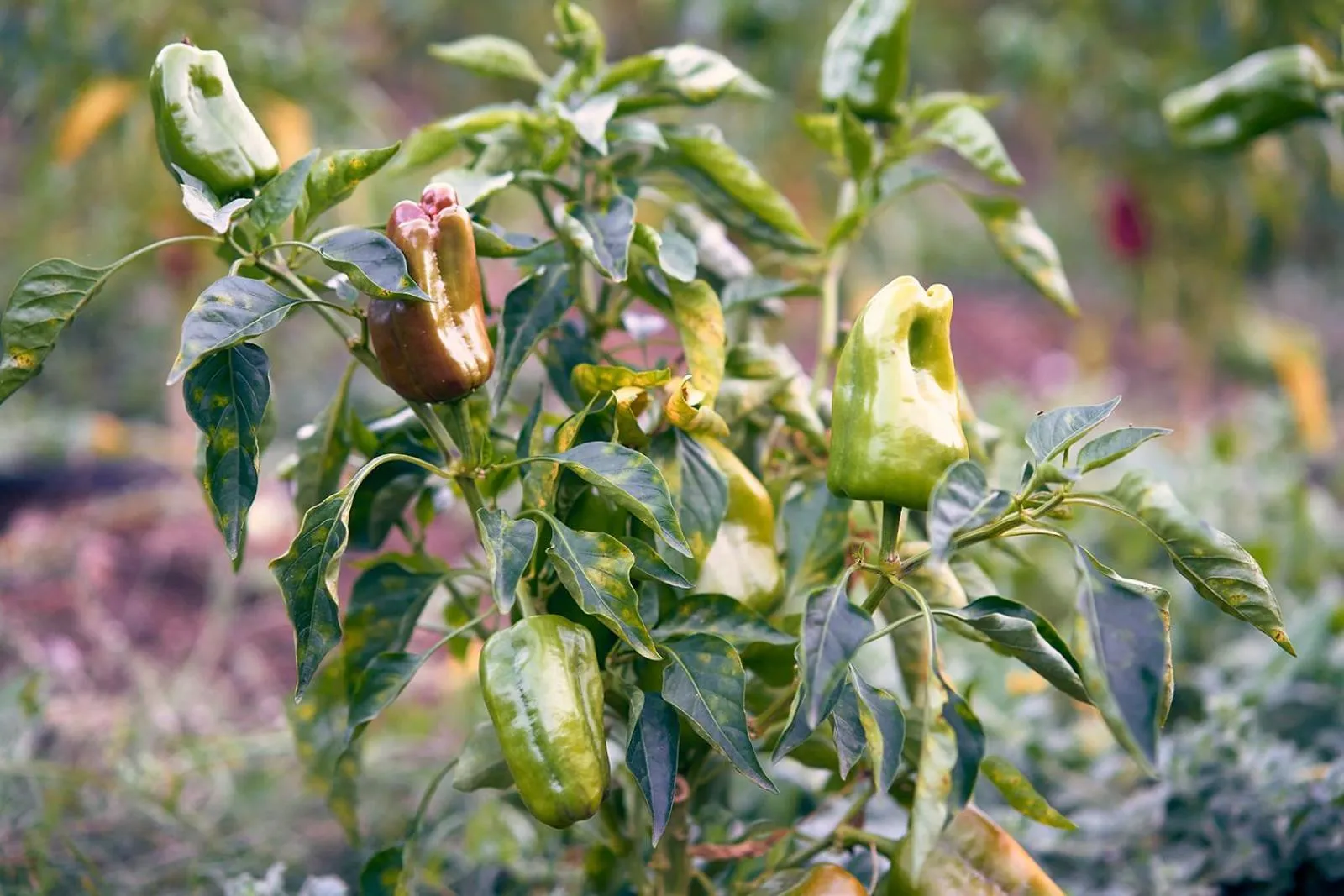 Garden in Eco Hotel Cueva del Gato