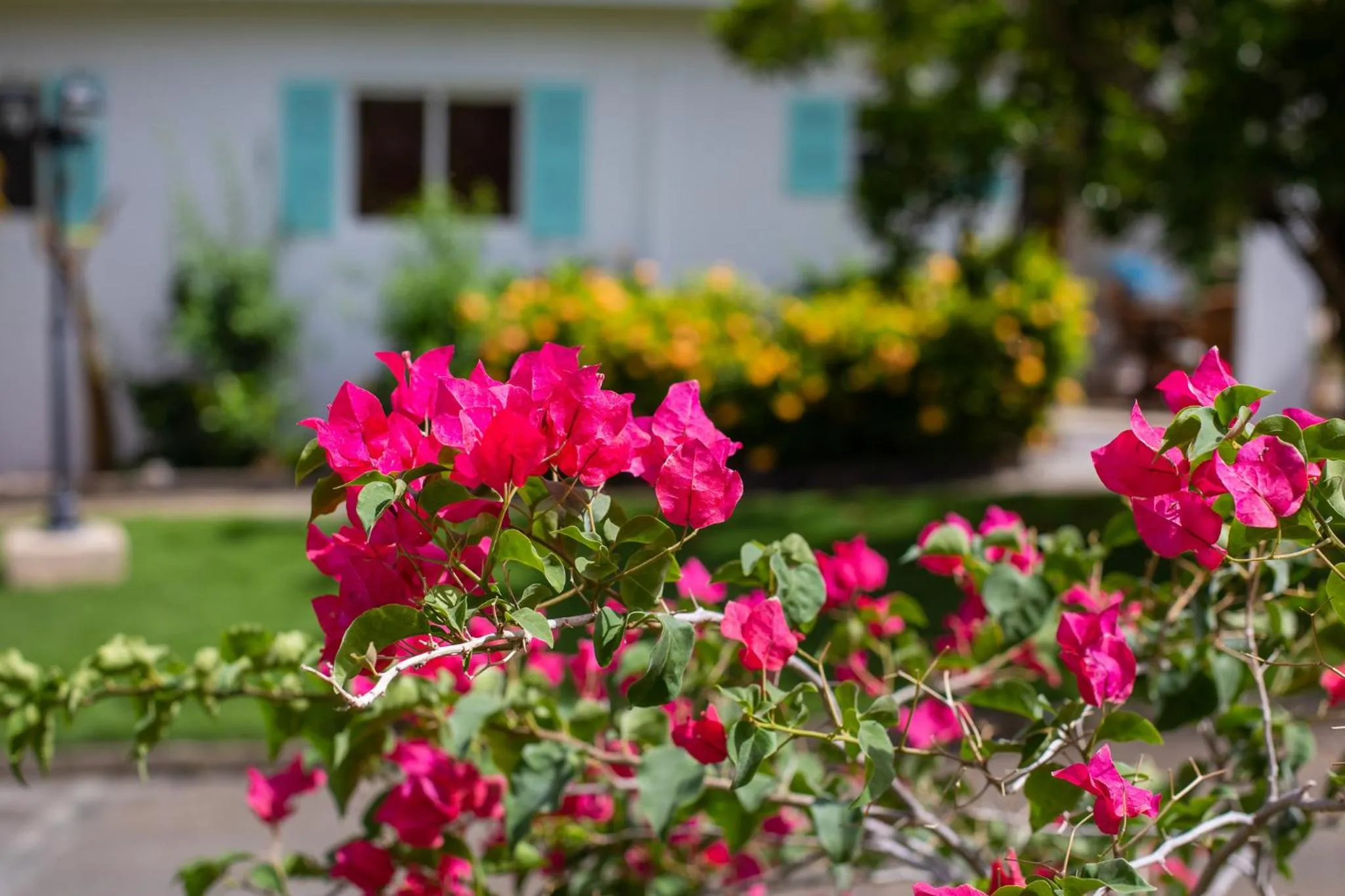 Garden in TUK Tropical Boutique Resort Jan Thiel