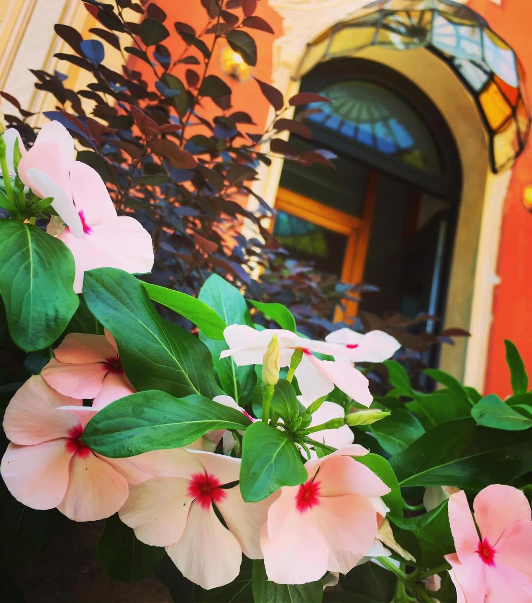 Garden in Villa Mirosa