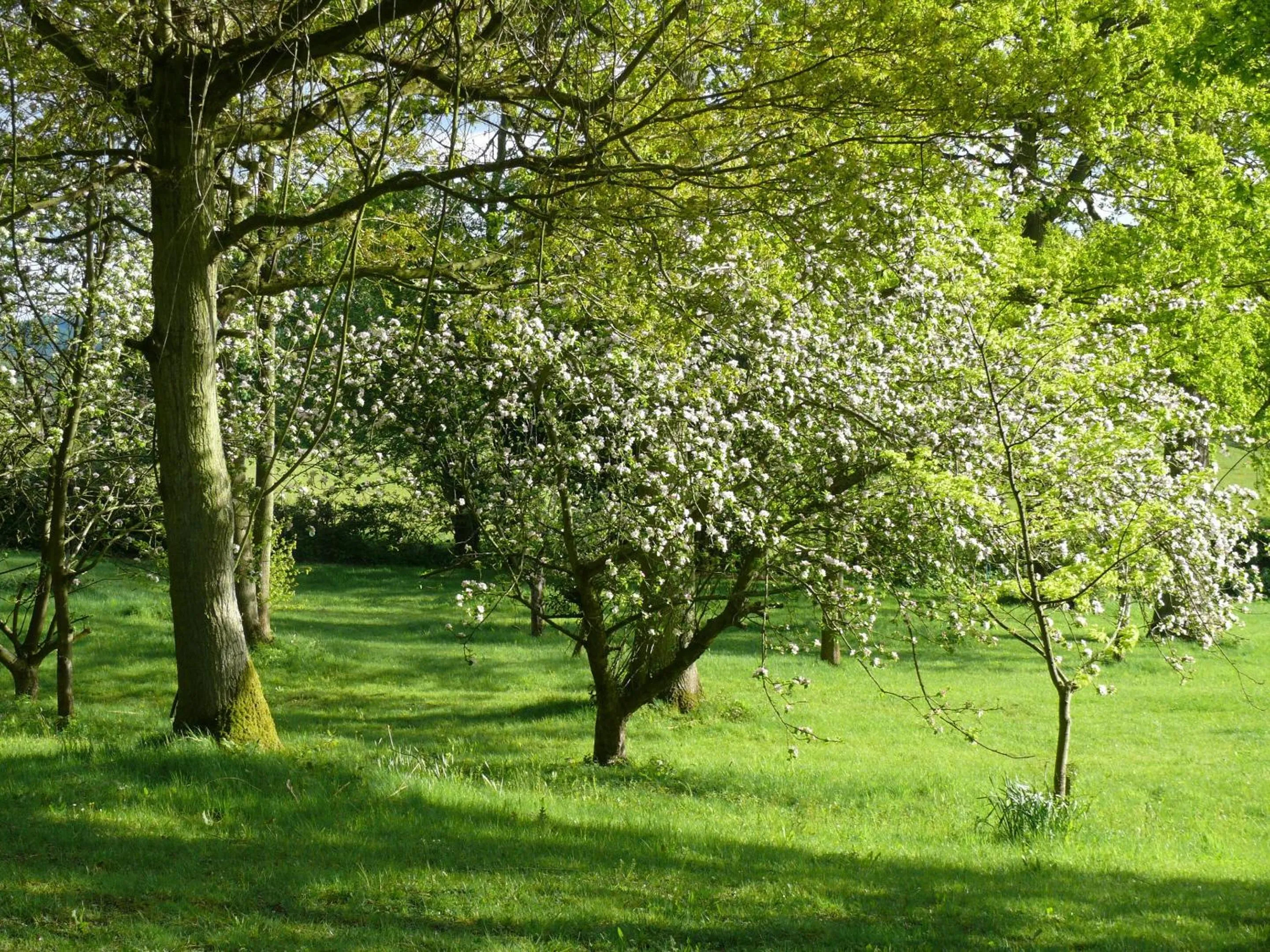 Garden in The Motor House