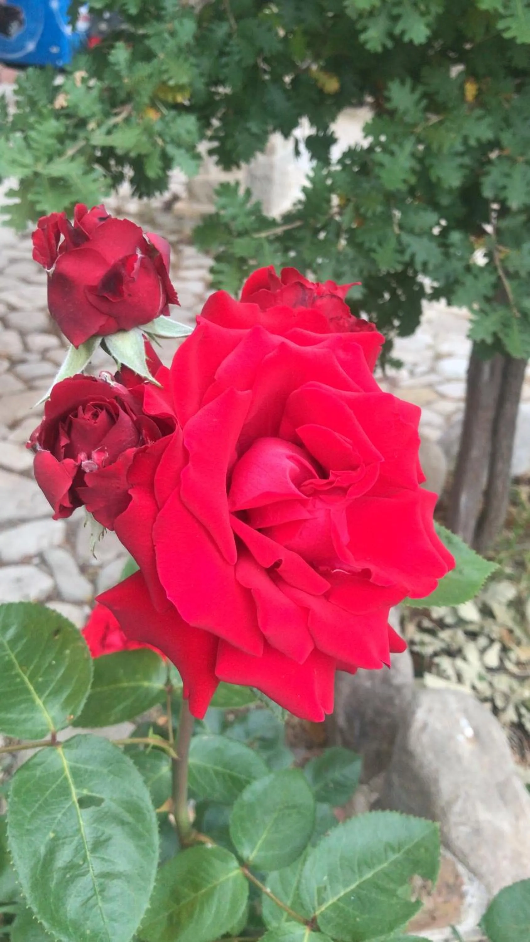 Day in Hotel Lo Smeraldo