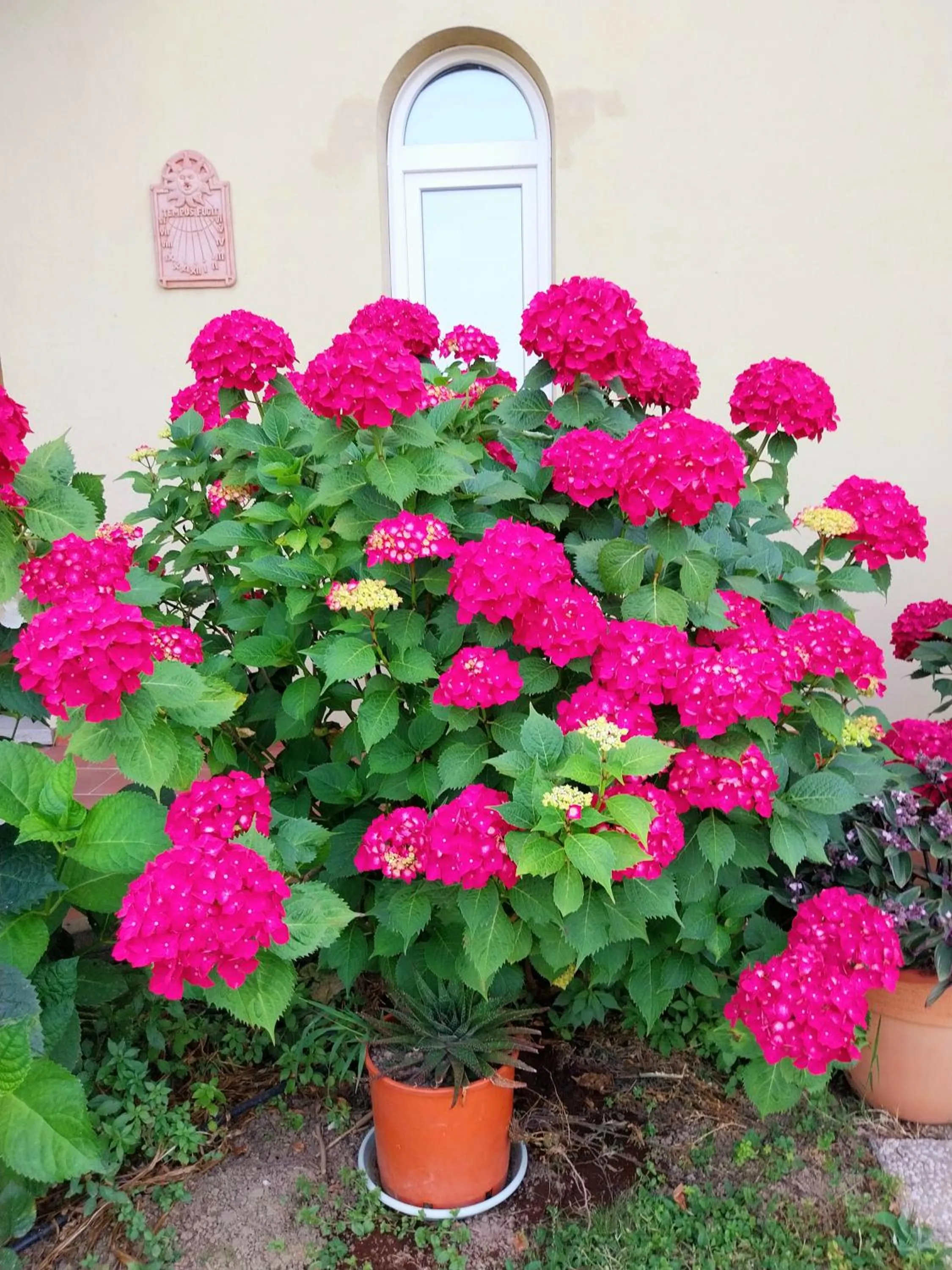 Garden in Villa Bellavista Alba, B&B